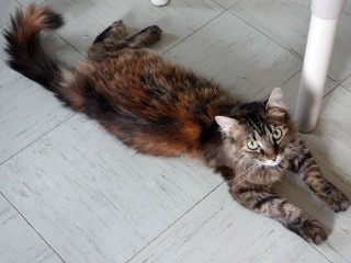 Toni, a Adoptable mixed breed in Anaconda, MT image 2/6