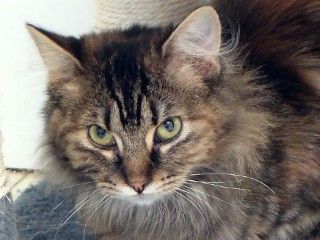 Toni, a Adoptable mixed breed in Anaconda, MT image 4/6