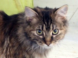 Toni, Adoptable, Young Female Domestic Long Hair & Tabby.