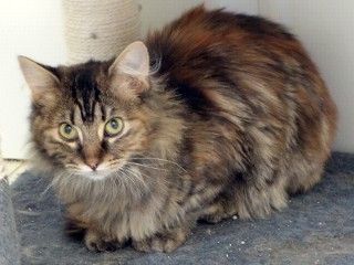 Toni, a Adoptable mixed breed in Anaconda, MT image 5/6