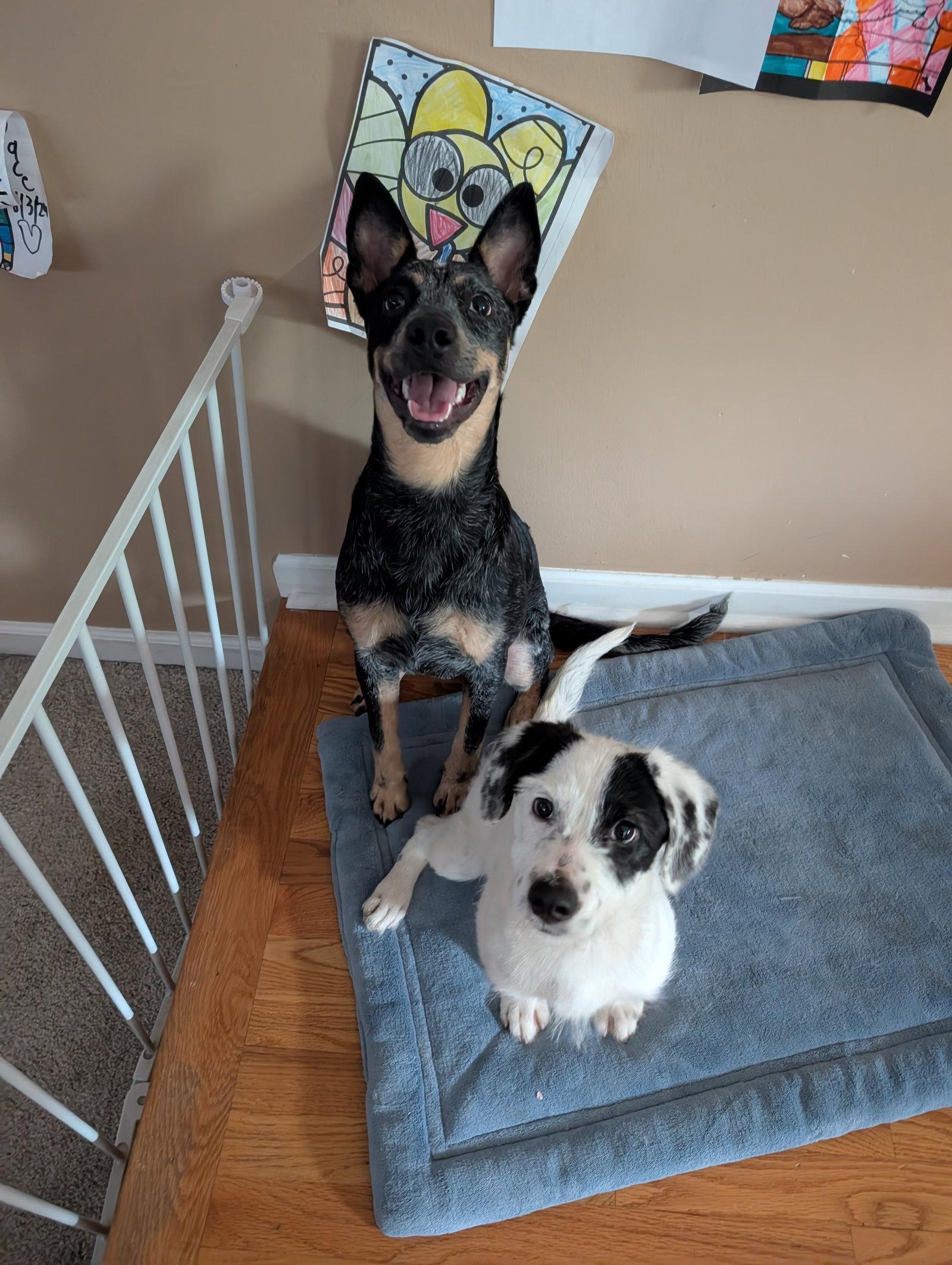 Nova, Adoptable, Young Female Cattle Dog.