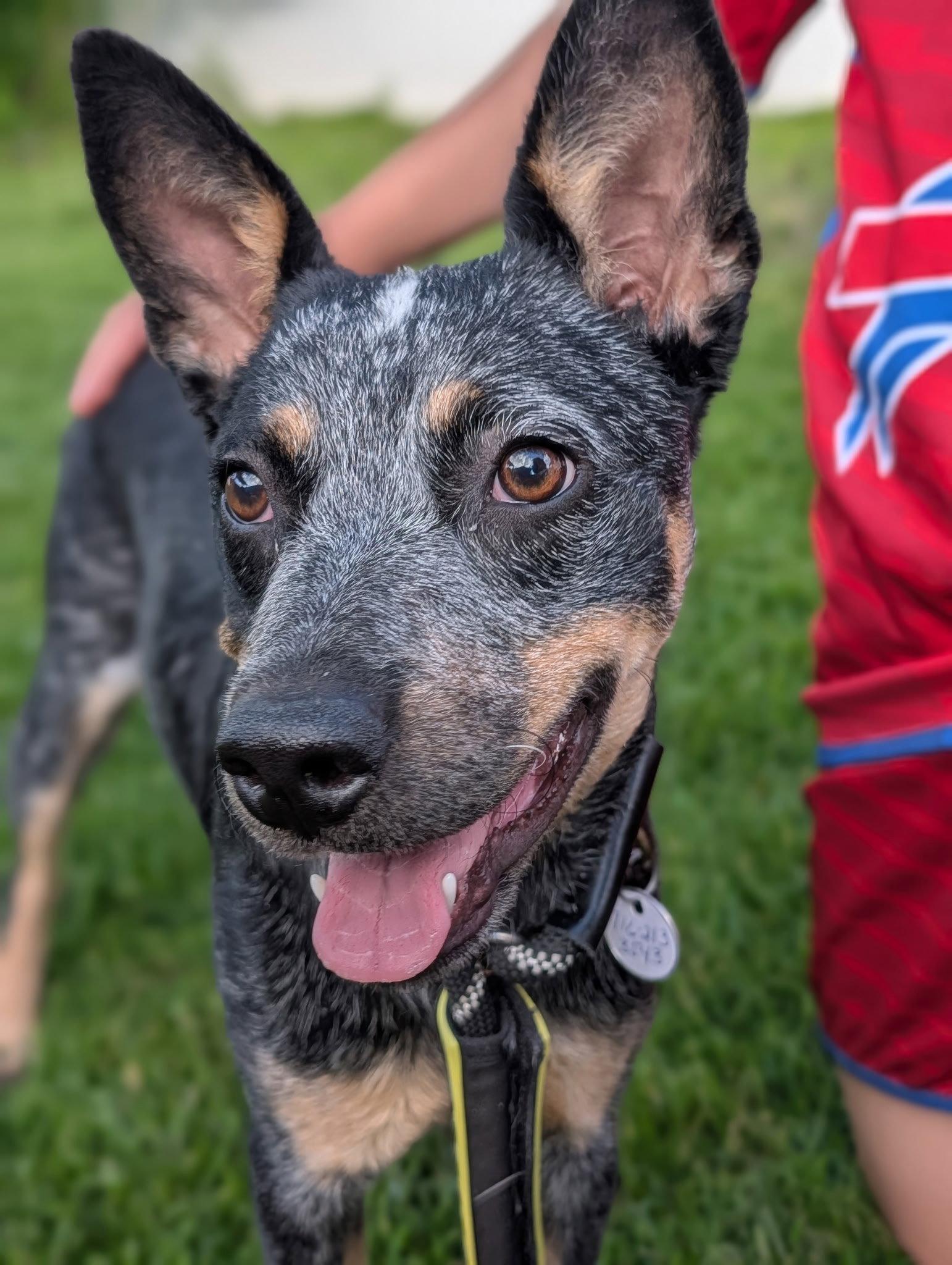 Nova, a Adoptable Cattle Dog in Springville, NY image 2/3