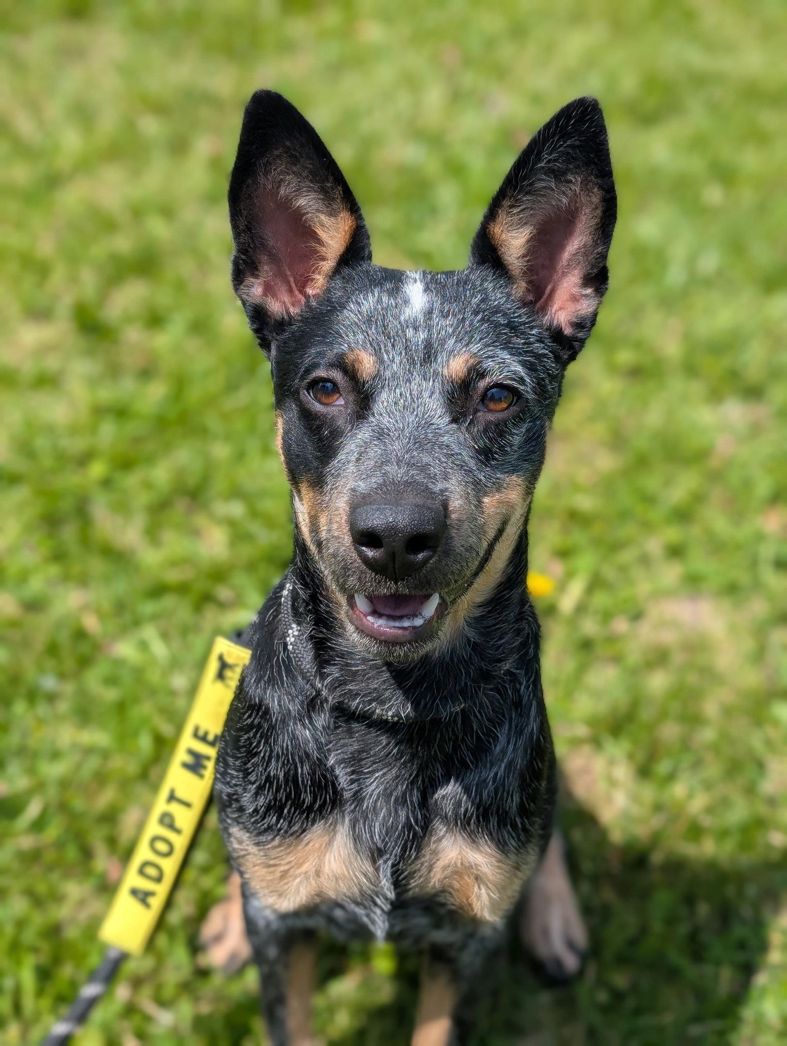 Nova, a Adoptable Cattle Dog in Springville, NY image 3/3