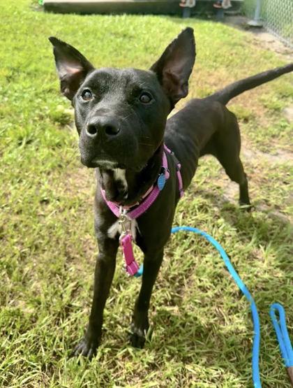 Jolly, Adoptable, Adult Male Mixed Breed & Mixed Breed.