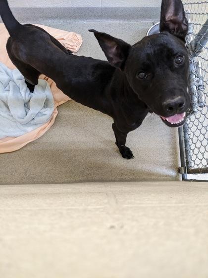 Enlarge Jolly, a Adoptable mixed breed in Vero Beach, FL image 2/2