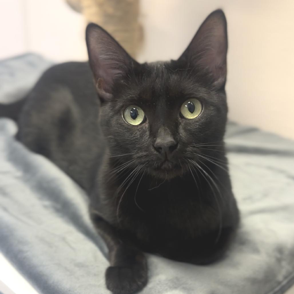 Enlarge Salsa, a Adoptable Domestic Short Hair in Palm Springs, CA image 1/3