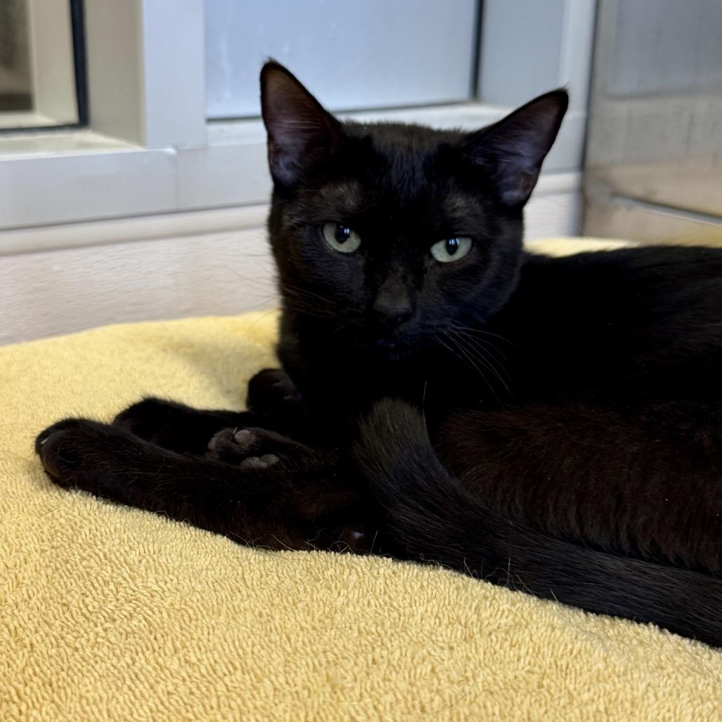 Enlarge Salsa, a Adoptable Domestic Short Hair in Palm Springs, CA image 2/3