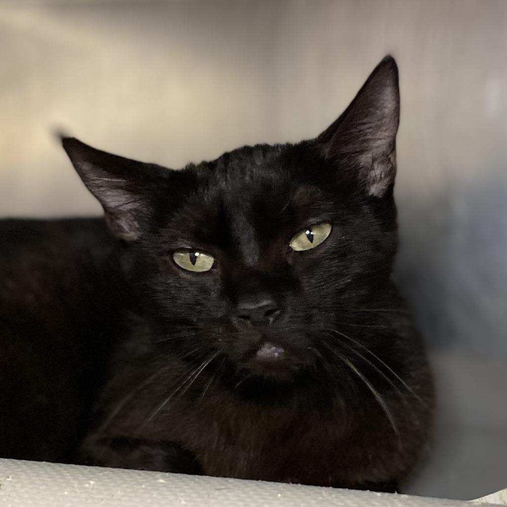 Enlarge Salsa, a Adoptable Domestic Short Hair in Palm Springs, CA image 3/3