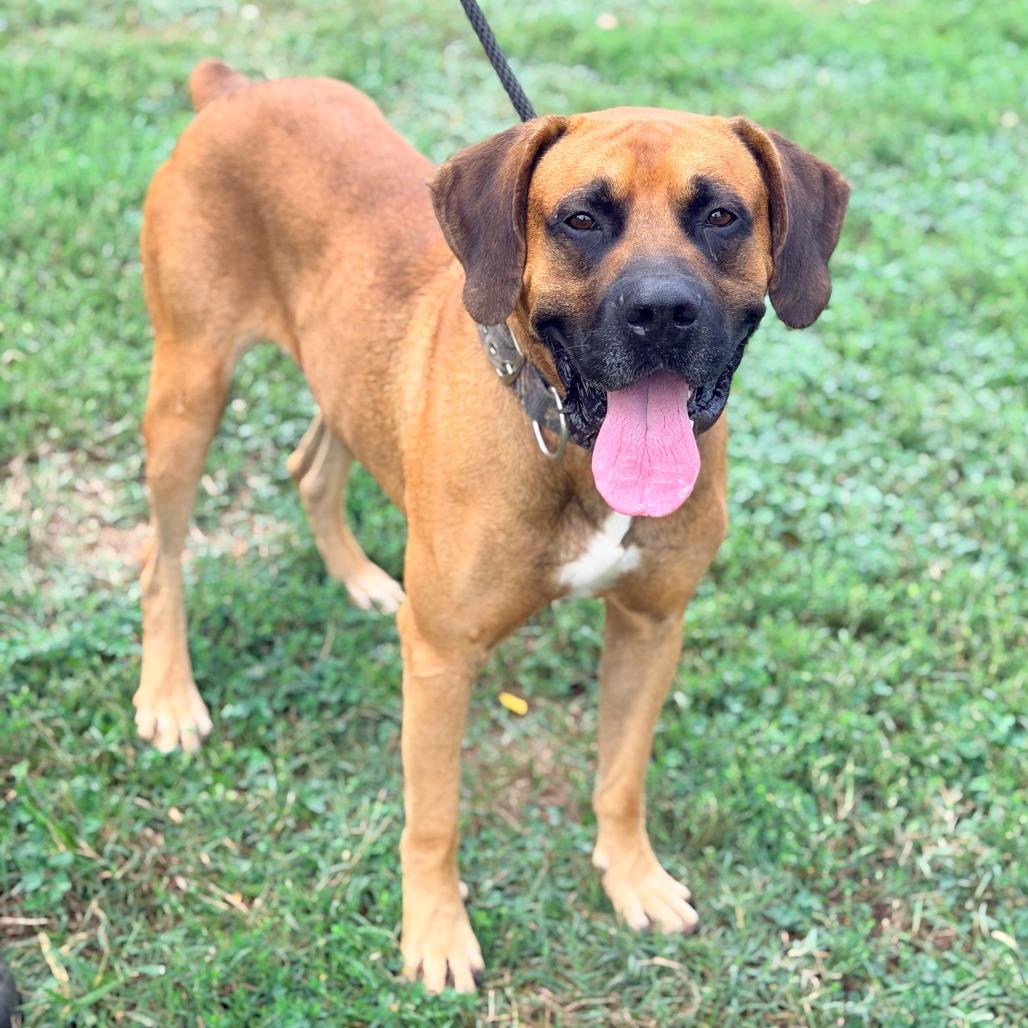 Enlarge Franklin, a Adoptable Mixed Breed in Huntington, WV image 1/6