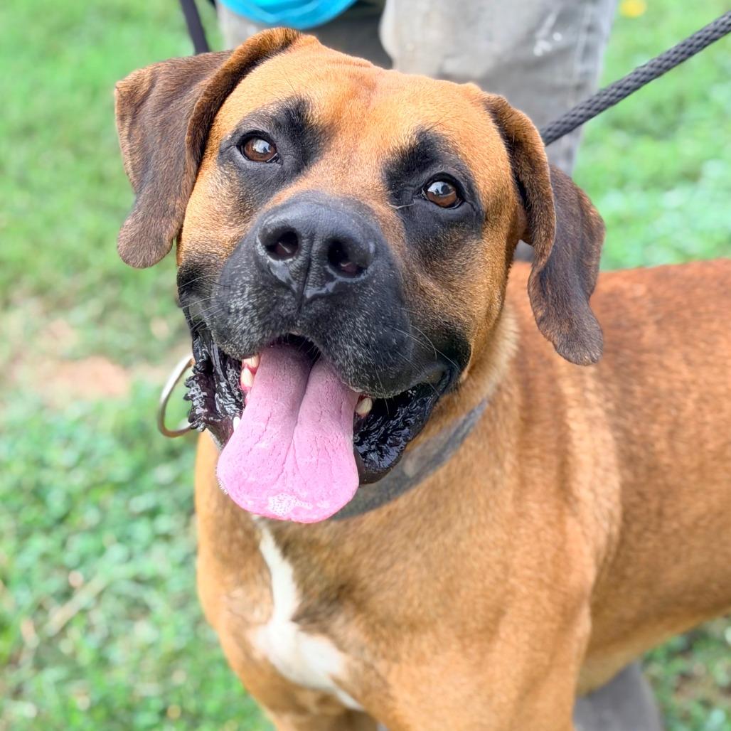 Enlarge Franklin, a Adoptable Mixed Breed in Huntington, WV image 2/6