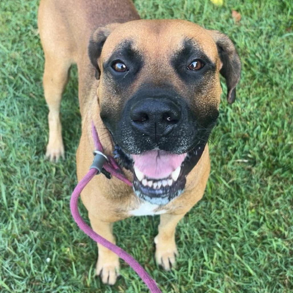 Enlarge Franklin, a Adoptable Mixed Breed in Huntington, WV image 3/6