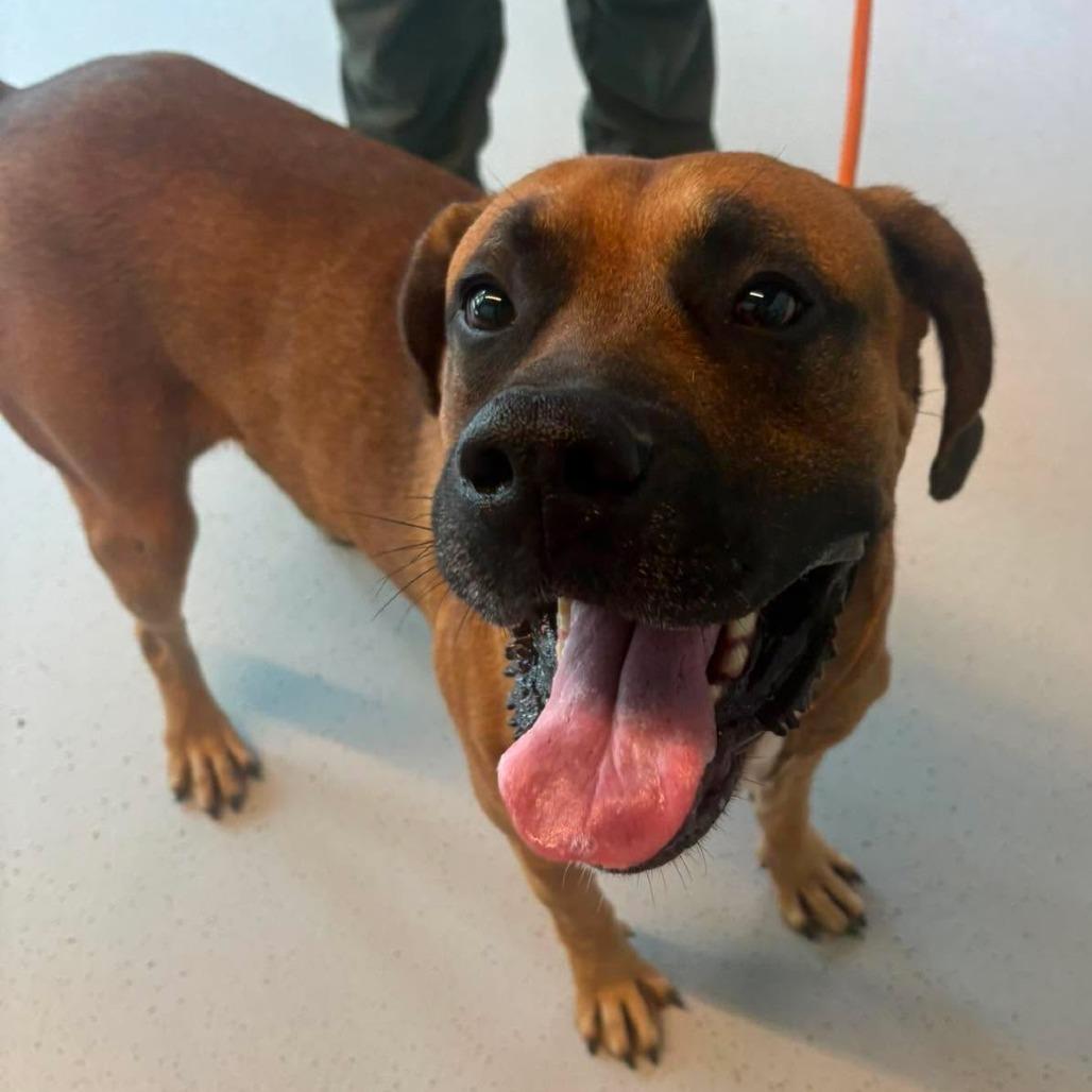 Enlarge Franklin, a Adoptable Mixed Breed in Huntington, WV image 4/6