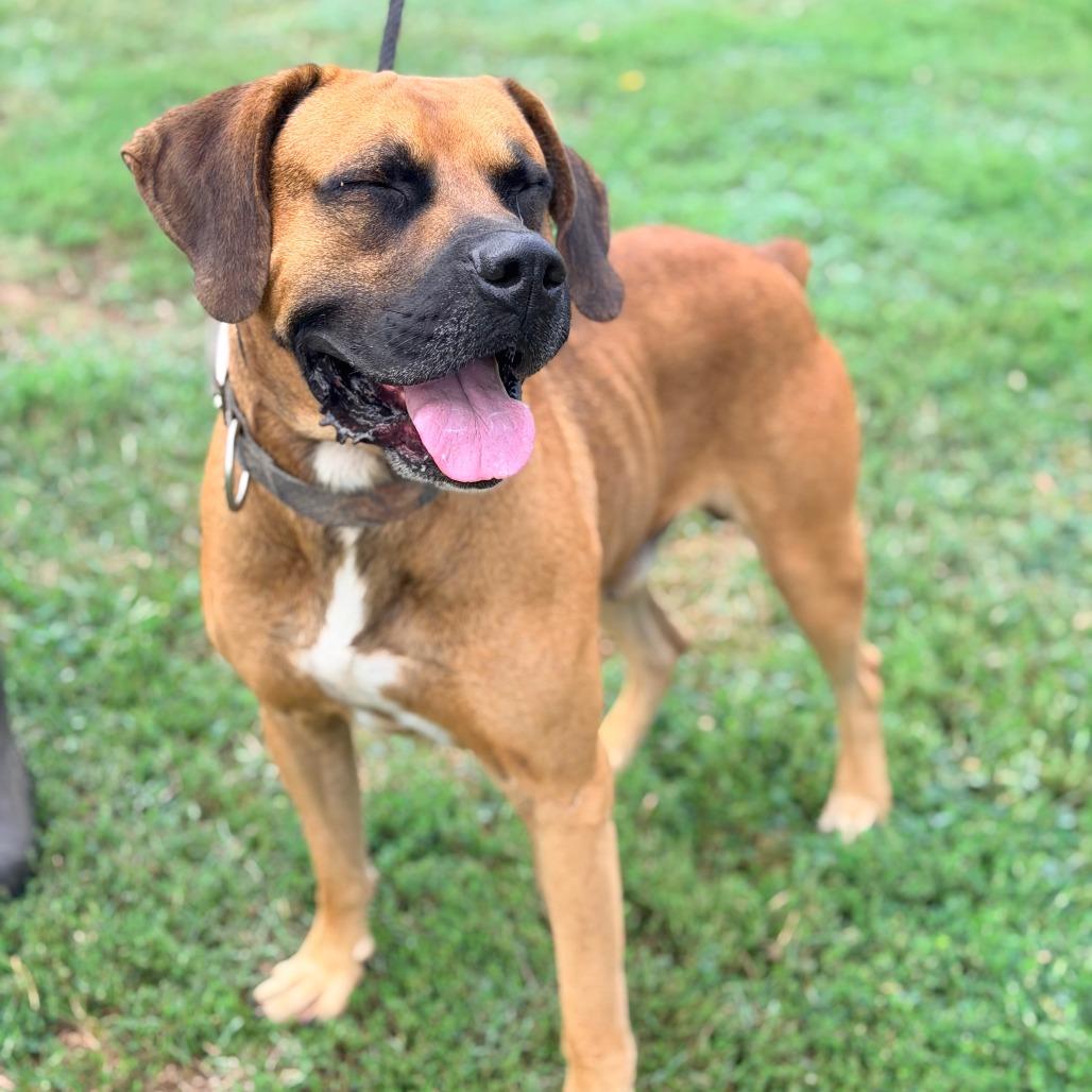 Enlarge Franklin, a Adoptable Mixed Breed in Huntington, WV image 5/6