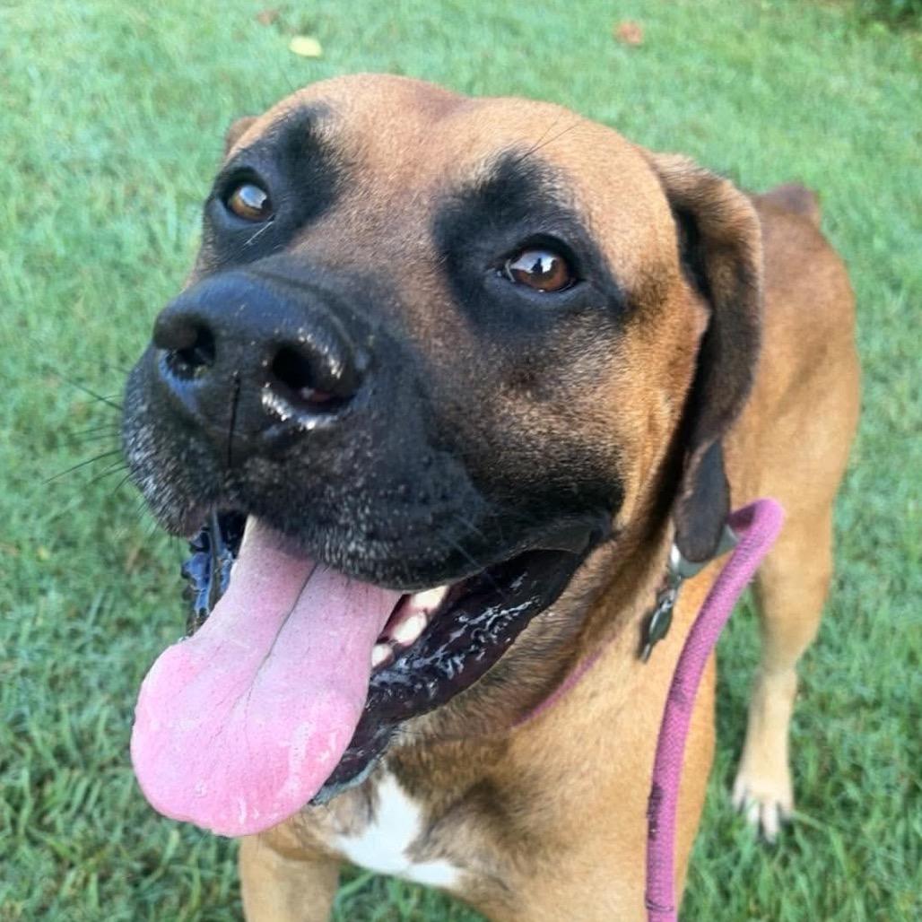 Enlarge Franklin, a Adoptable Mixed Breed in Huntington, WV image 6/6