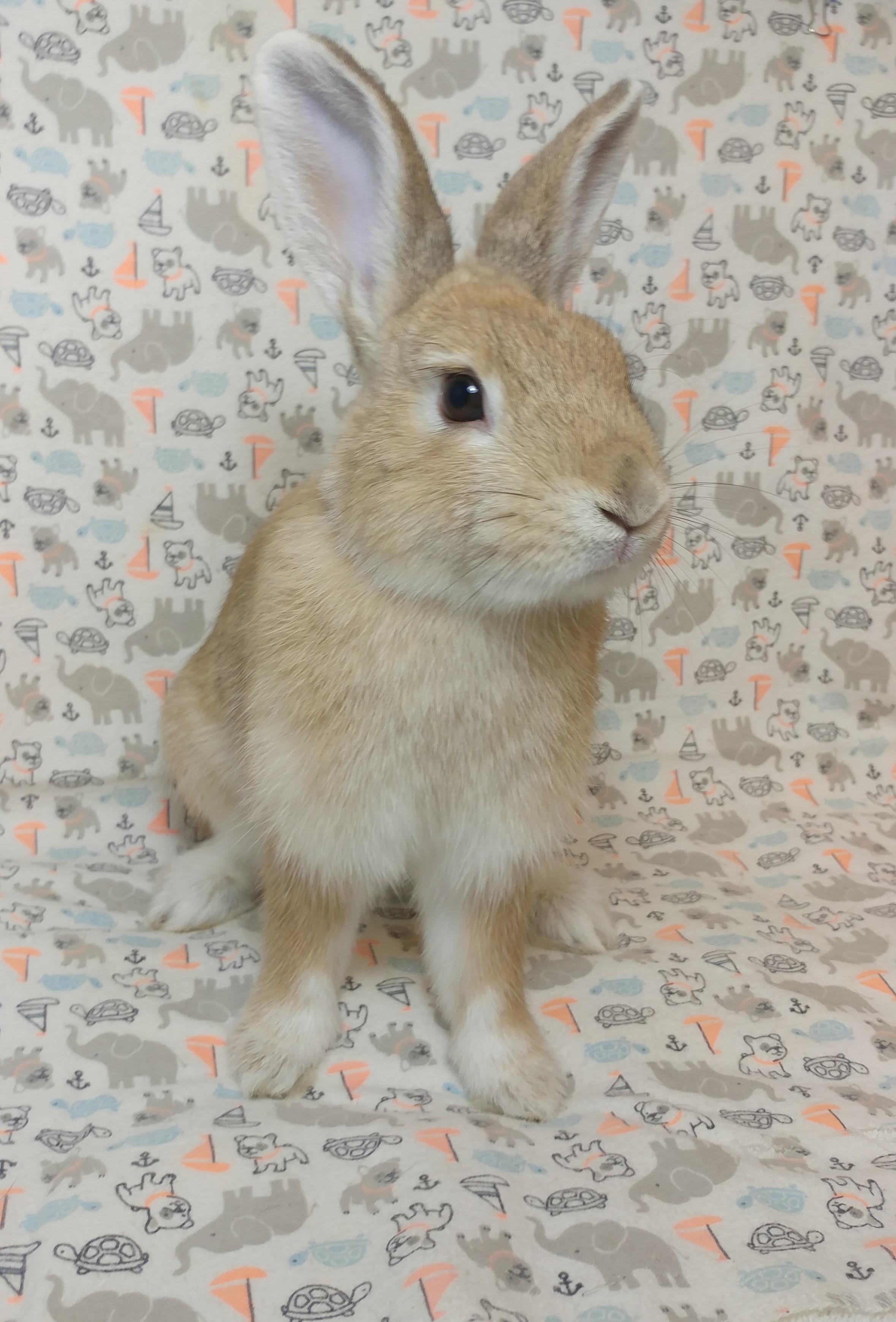 Enlarge Firefly, an adopted Bunny Rabbit in Lake Elsinore, CA image 4/6