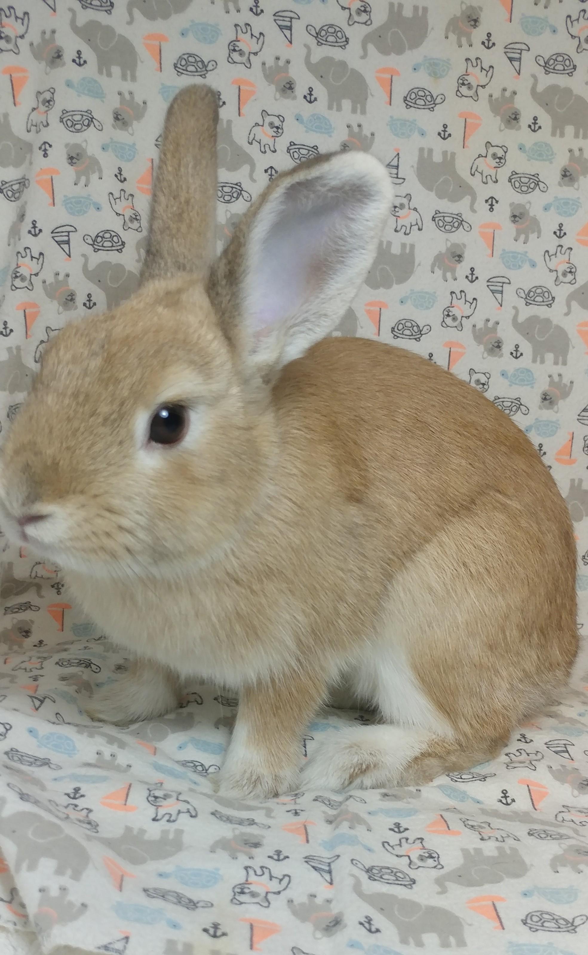 Enlarge Firefly, an adopted Bunny Rabbit in Lake Elsinore, CA image 2/6