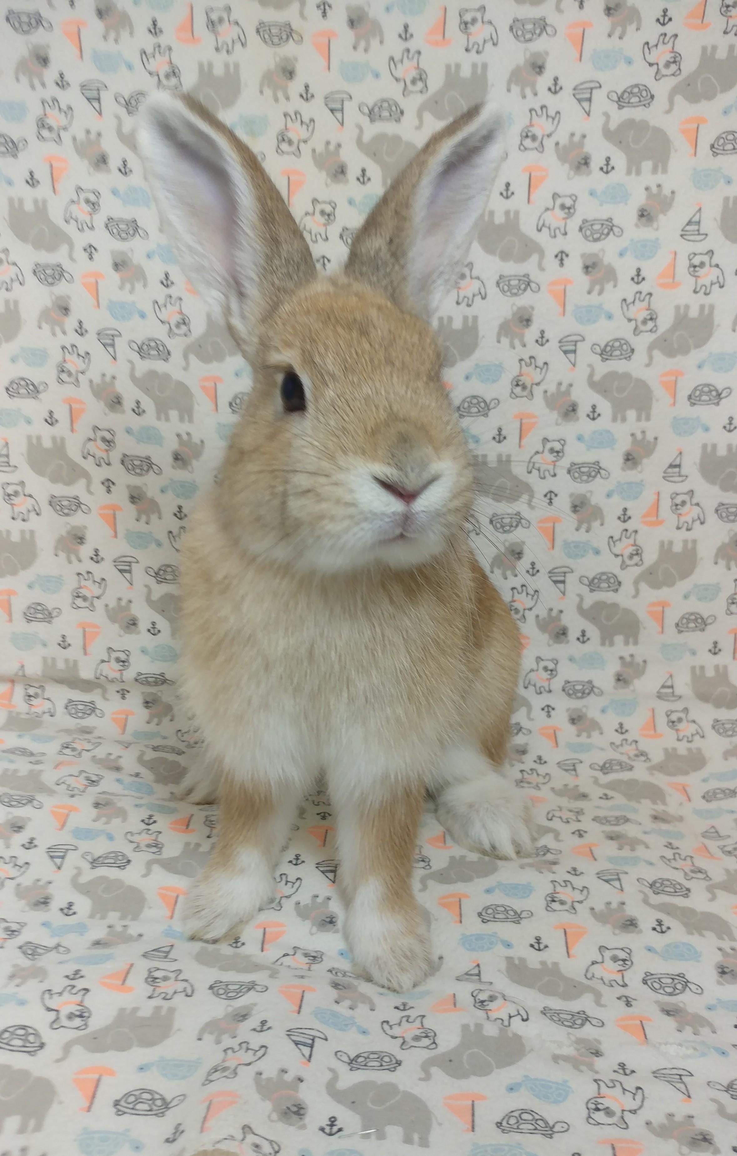 Firefly, adopted, Young Female Bunny Rabbit.
