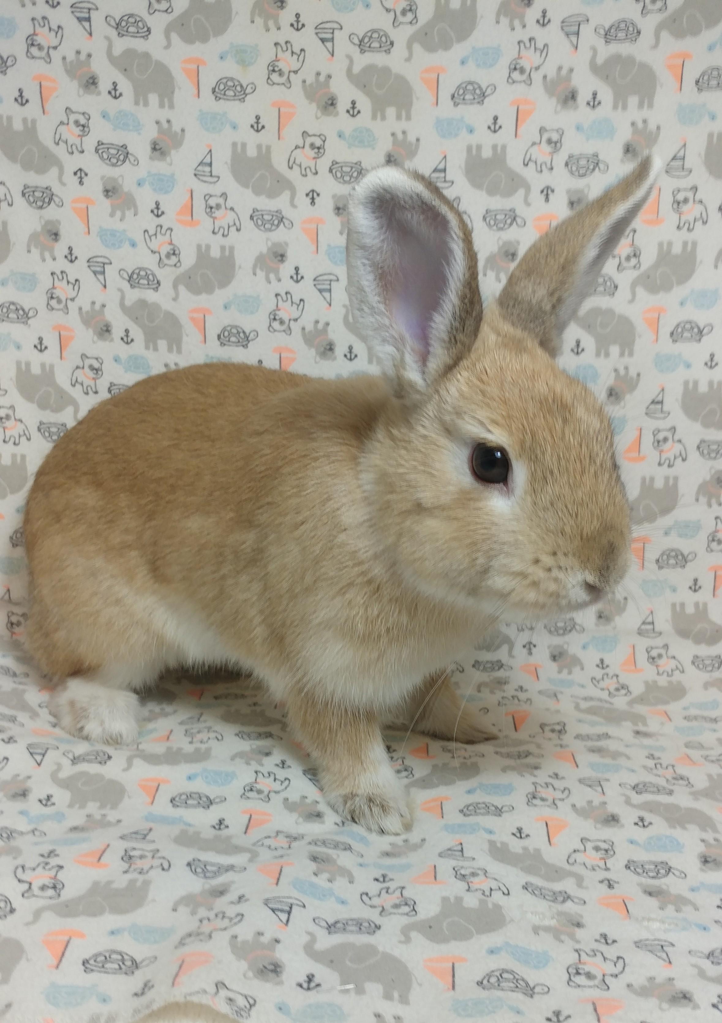 Enlarge Firefly, an adopted Bunny Rabbit in Lake Elsinore, CA image 3/6