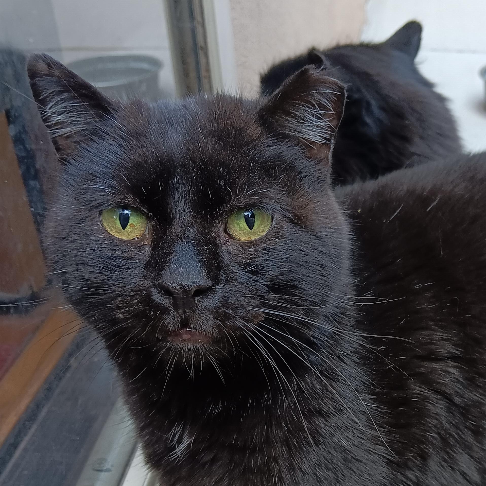 Enlarge Long Legs [and Streak], a Adoptable mixed breed in Santa Fe, NM image 2/3