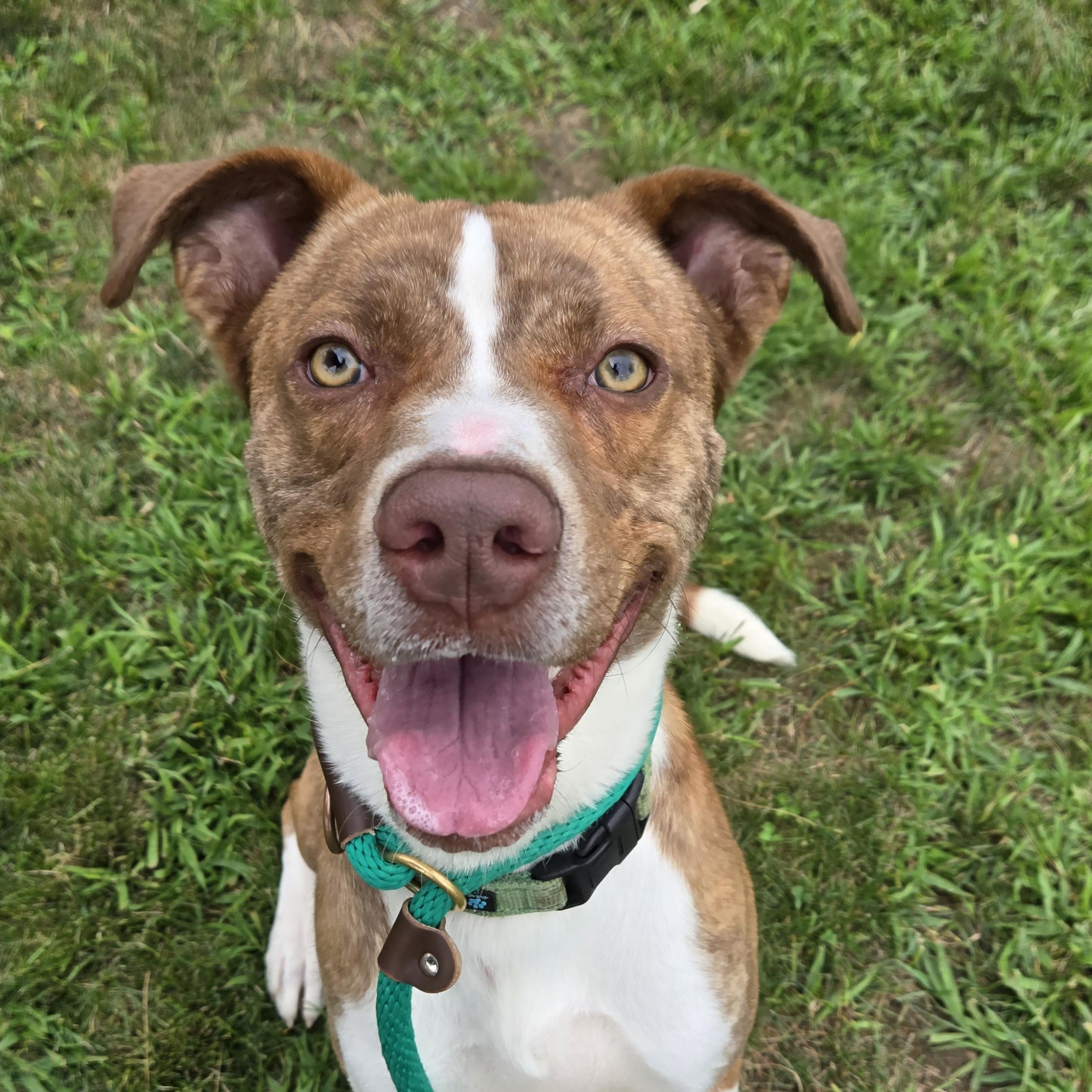 Enlarge Oz, a Adoptable mixed breed in Charlestown, RI image 5/5