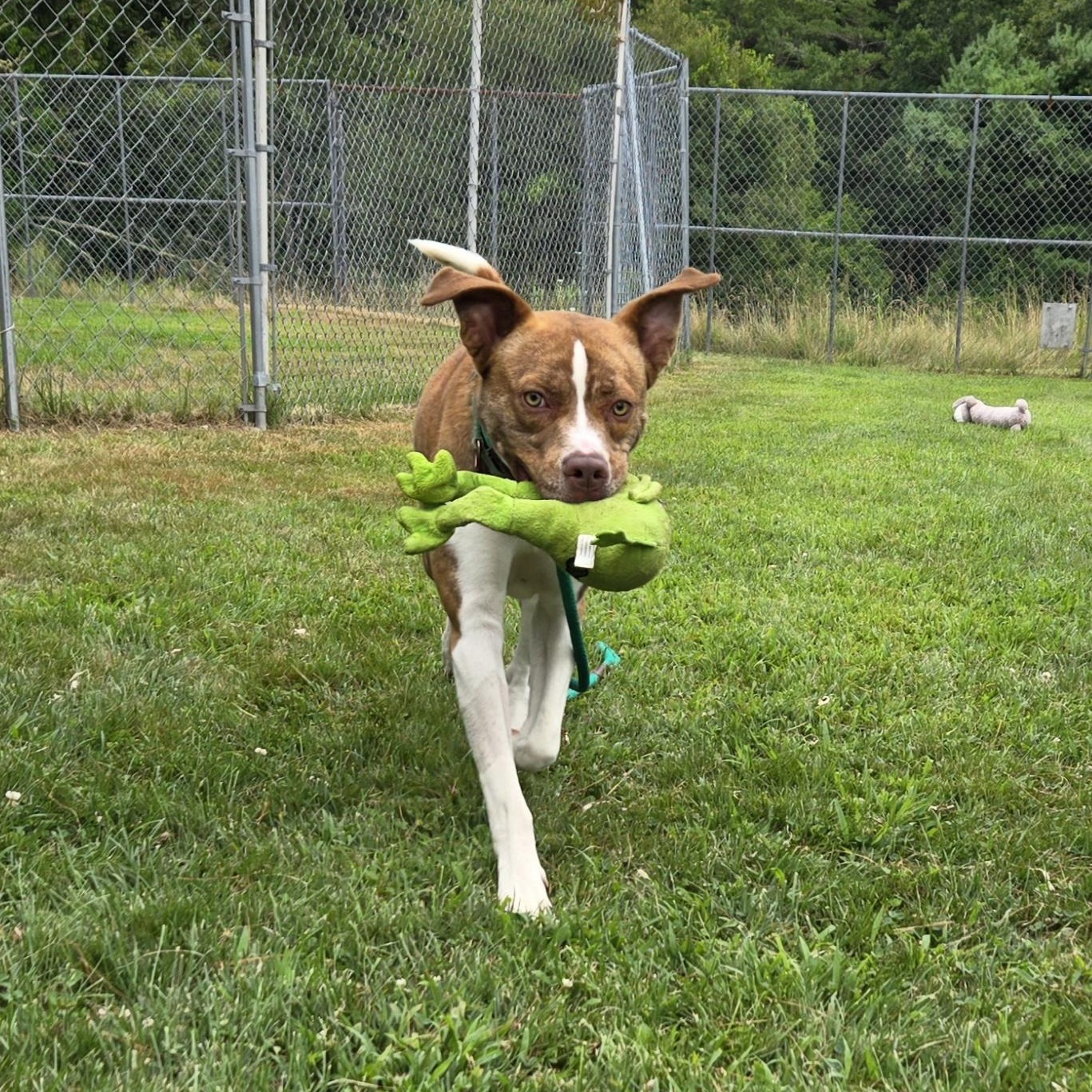 Enlarge Oz, a Adoptable mixed breed in Charlestown, RI image 2/5