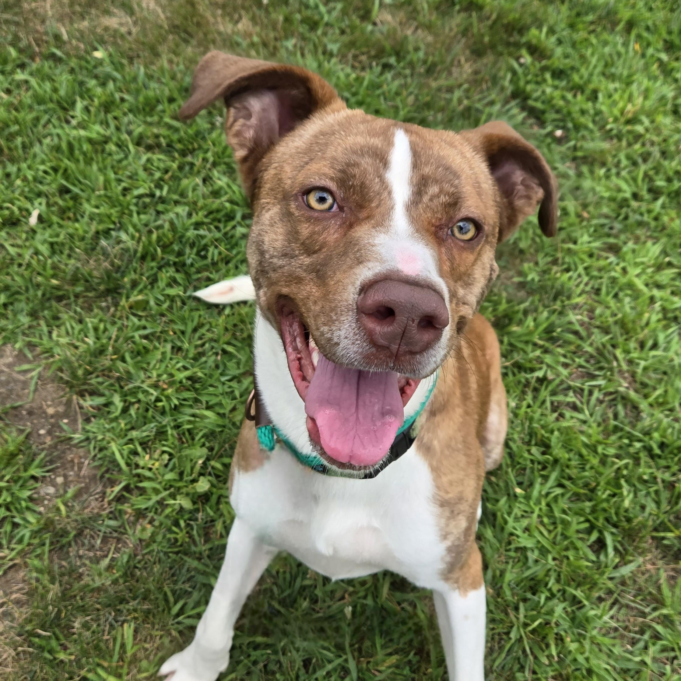 Enlarge Oz, a Adoptable mixed breed in Charlestown, RI image 1/5