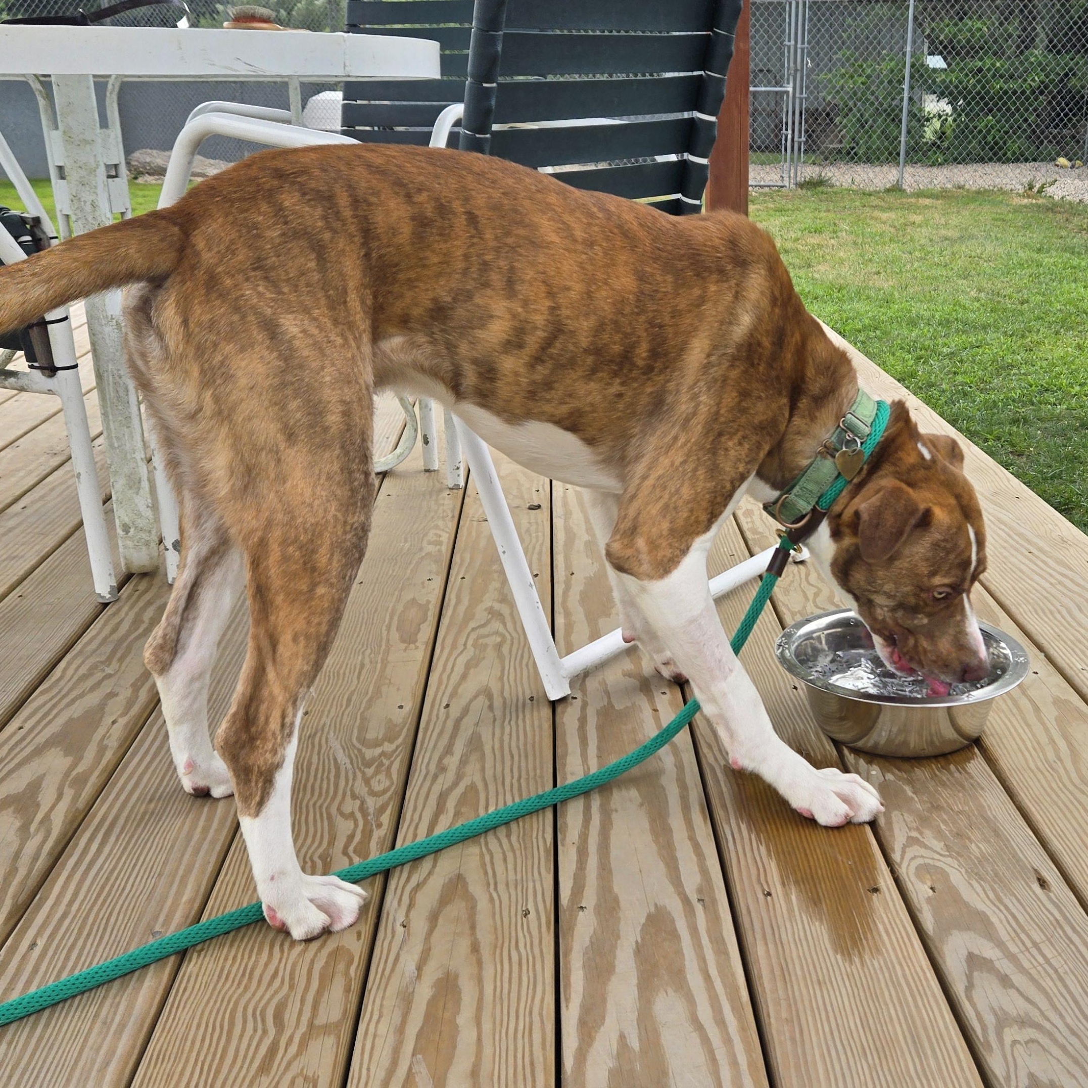 Enlarge Oz, a Adoptable mixed breed in Charlestown, RI image 3/5