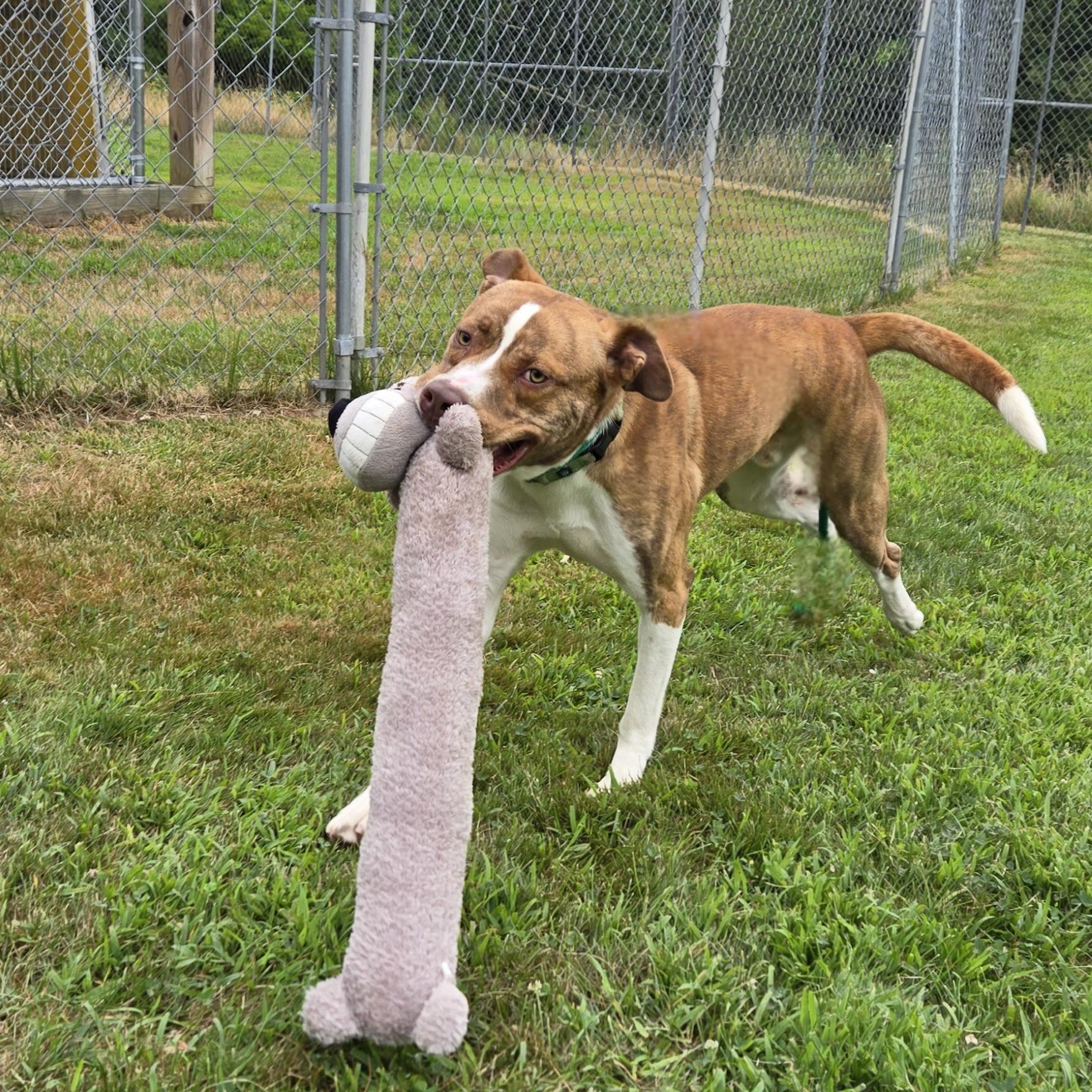 Enlarge Oz, a Adoptable mixed breed in Charlestown, RI image 4/5