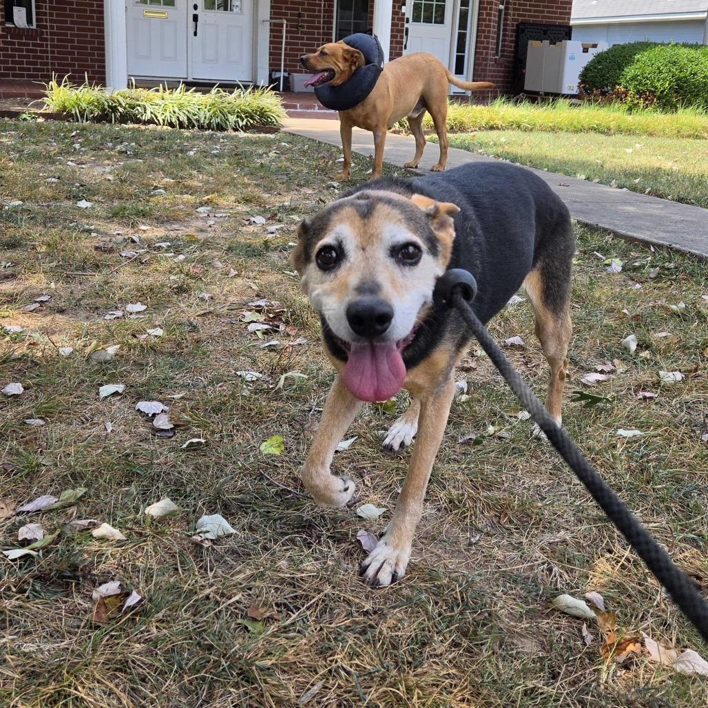 Doris, Adoptable, Senior Female Hound & Mixed Breed.