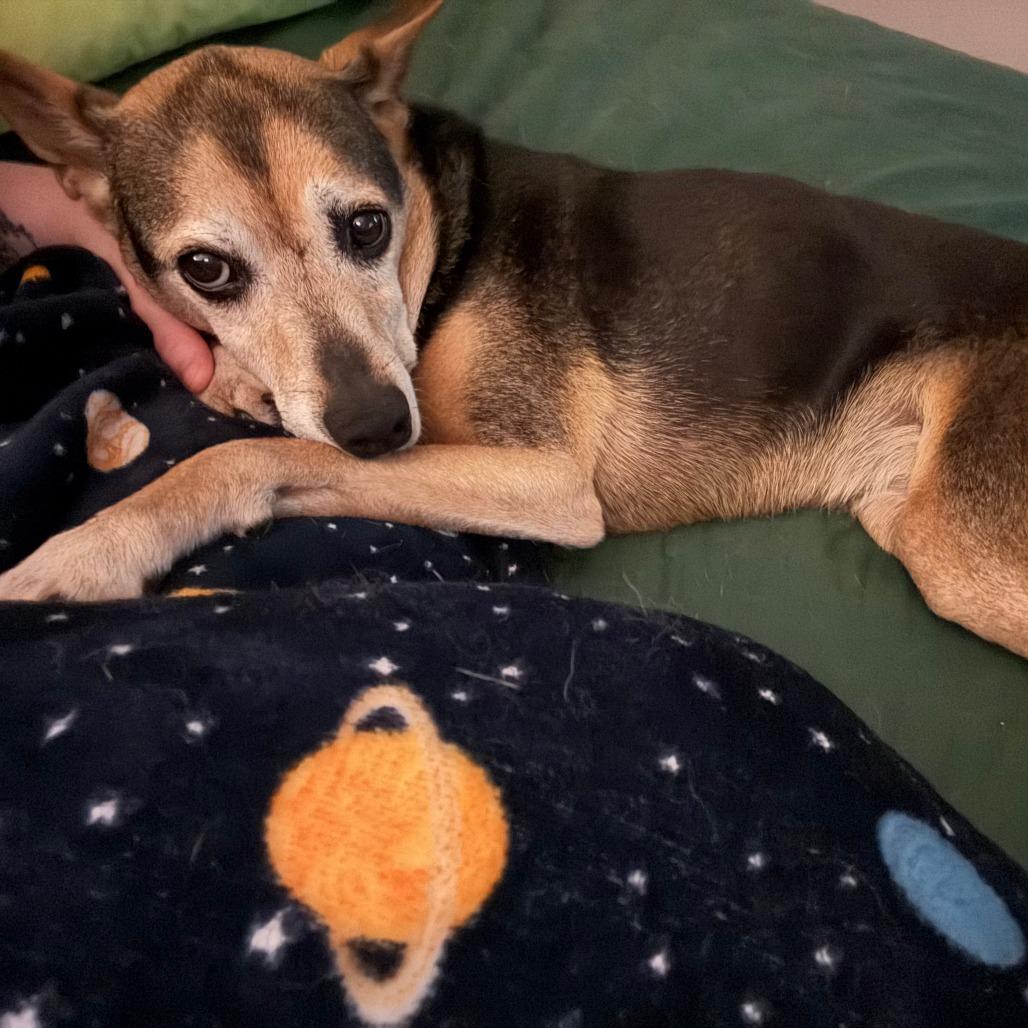 Doris, Adoptable, Senior Female Hound & Mixed Breed.