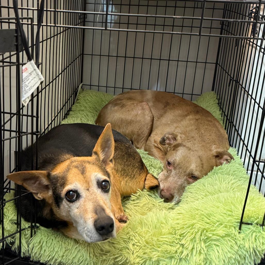 Doris, a Adoptable mixed breed in Fayetteville, AR image 2/6