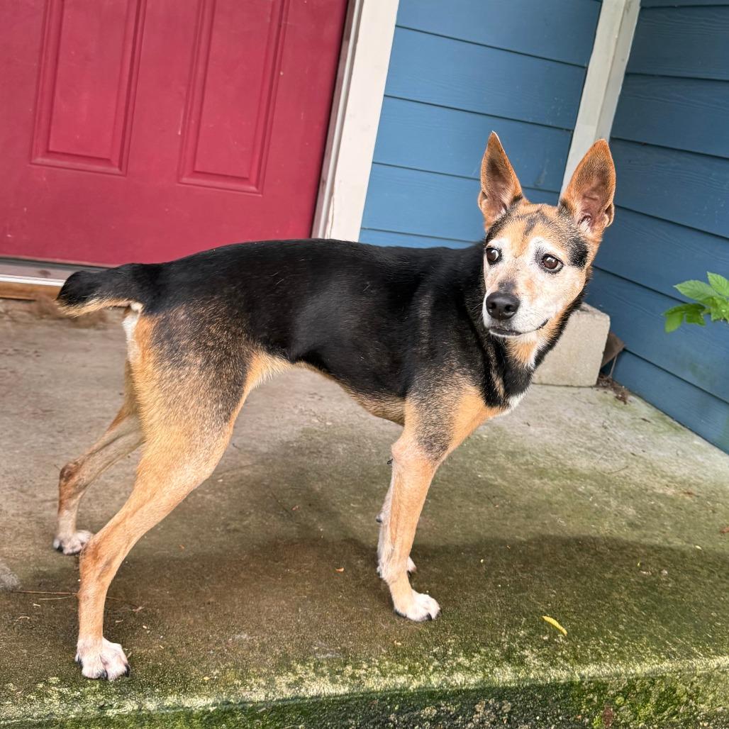 Doris, a Adoptable mixed breed in Fayetteville, AR image 3/6