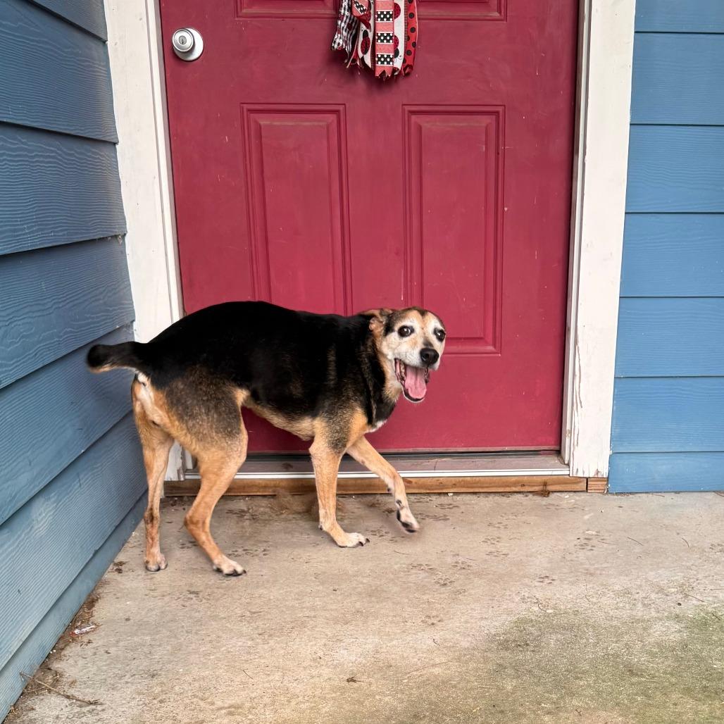 Doris, a Adoptable mixed breed in Fayetteville, AR image 4/6