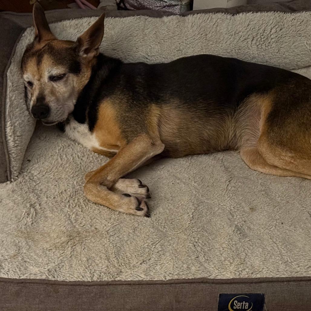 Doris, a Adoptable mixed breed in Fayetteville, AR image 5/6