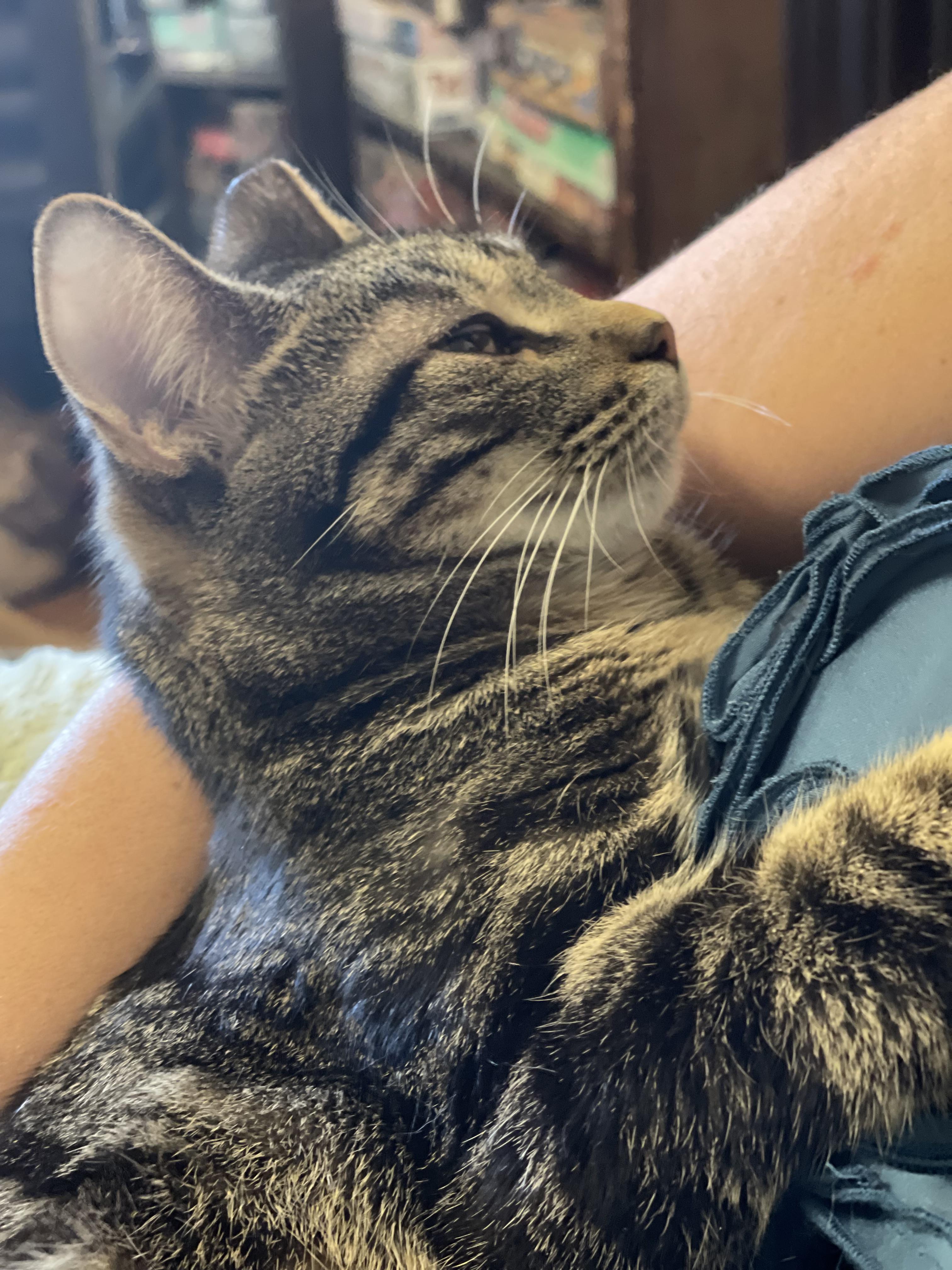 Desiree, Young Female Domestic Short Hair