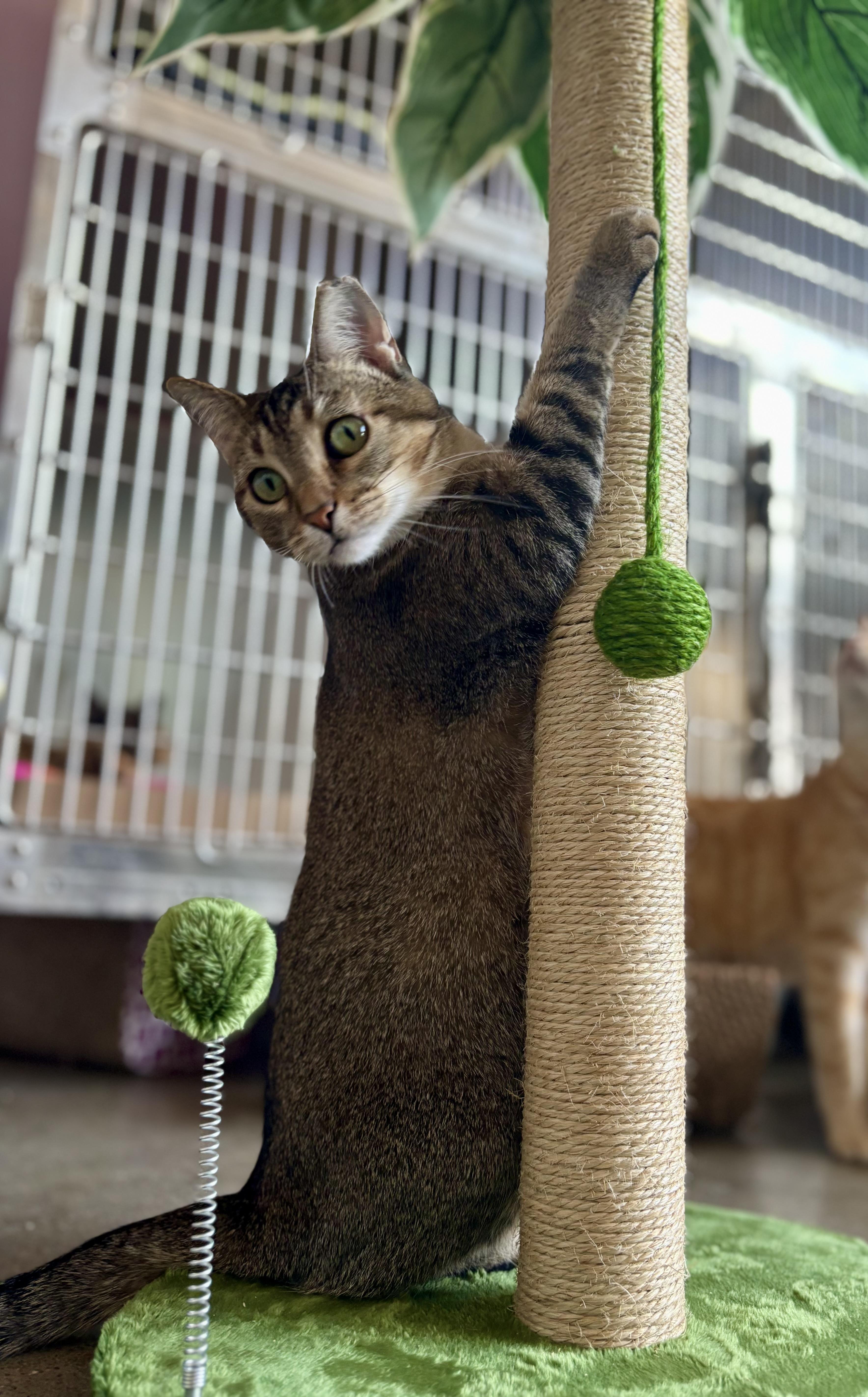 Abby, Adoptable, Adult Female Domestic Short Hair.