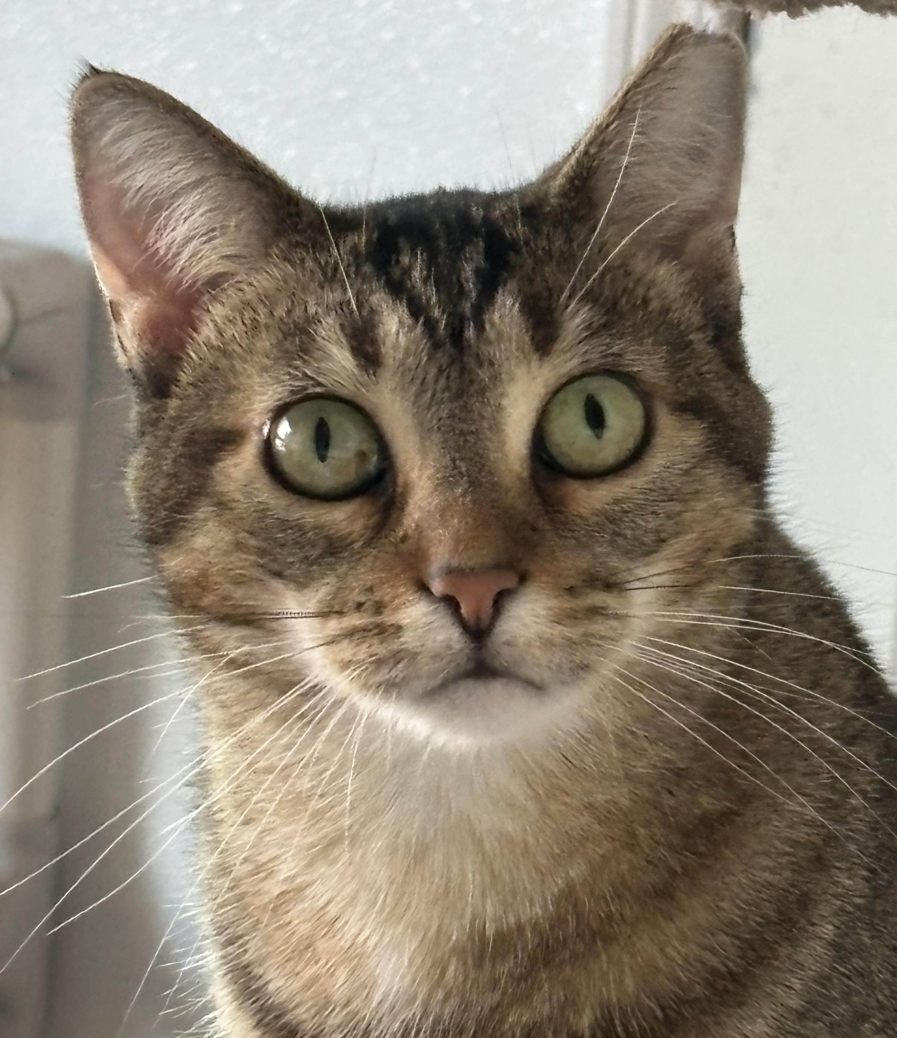 Abby, a Adoptable mixed breed in Shenandoah, IA image 2/3