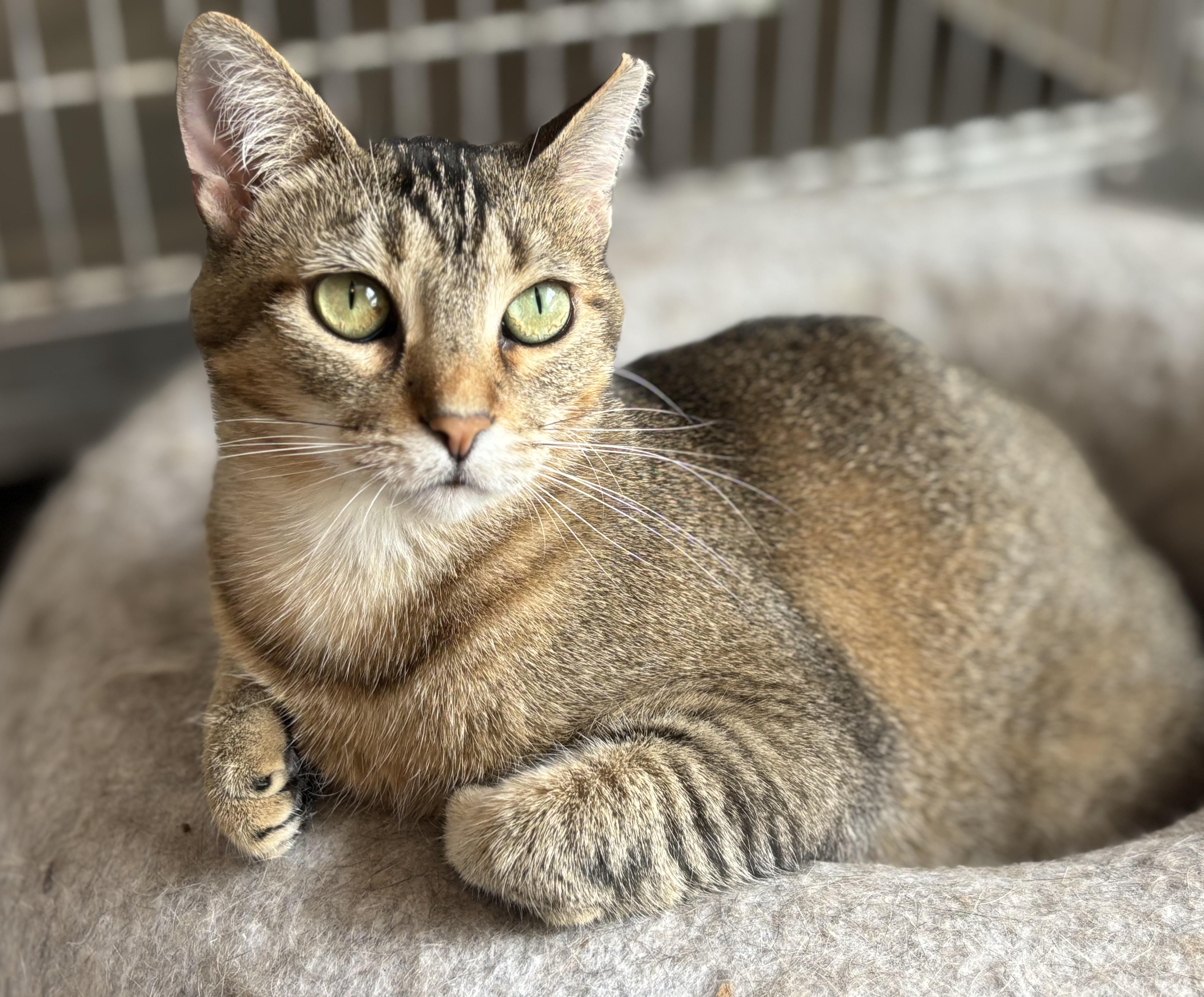 Abby, a Adoptable mixed breed in Shenandoah, IA image 3/3