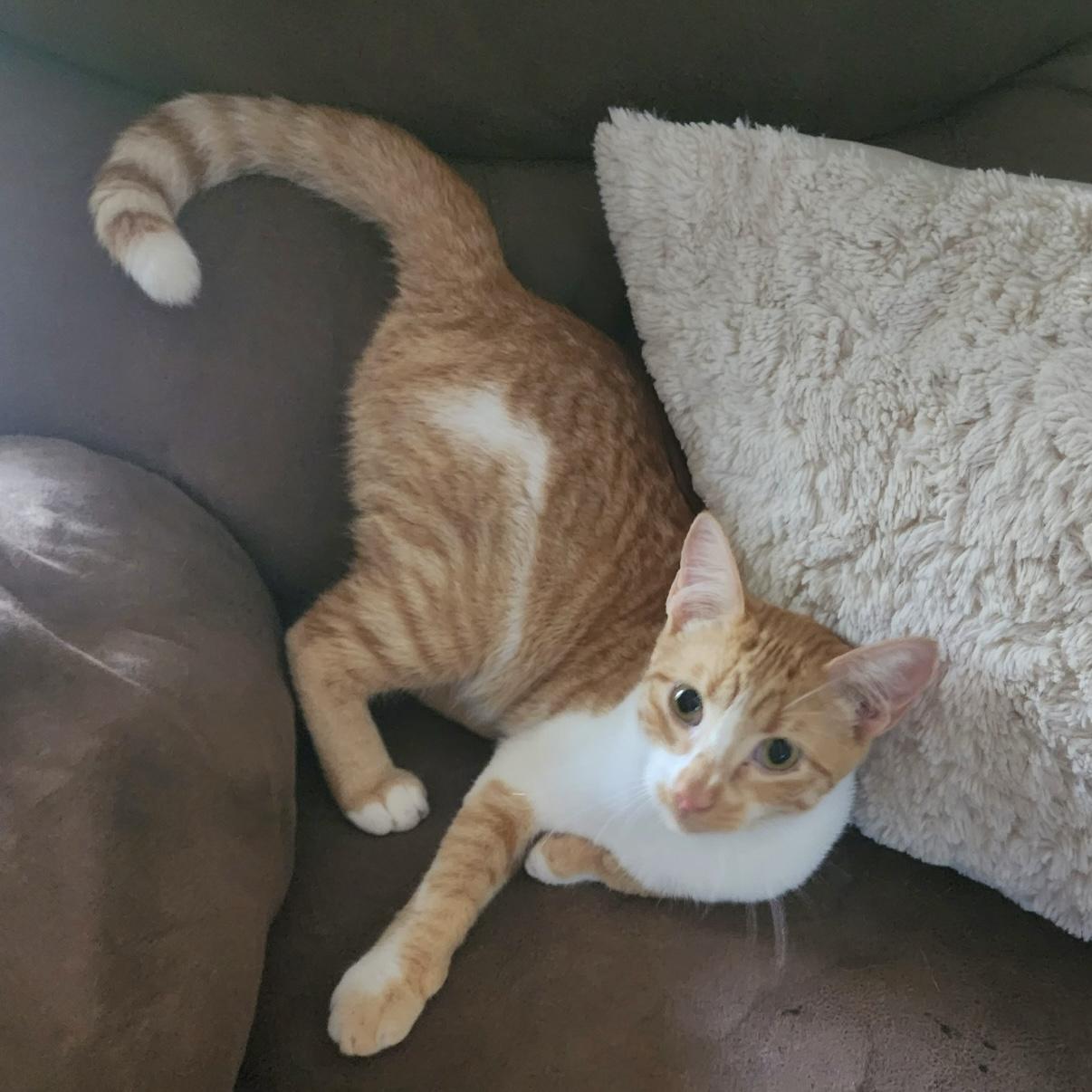 Cooper, ADOPTABLE, Young Male Domestic Short Hair.