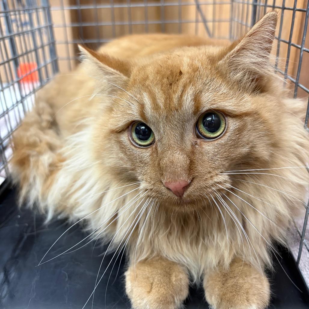 Enlarge Fractious Cheez Wiz, a Adoptable Domestic Long Hair in Columbiana, AL image 1/1