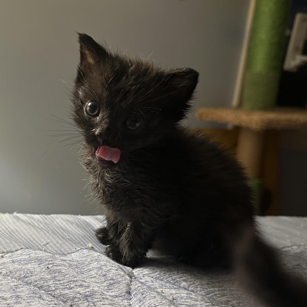 Enlarge Mulberry, a Adoptable Domestic Short Hair in Ephrata, PA image 1/4