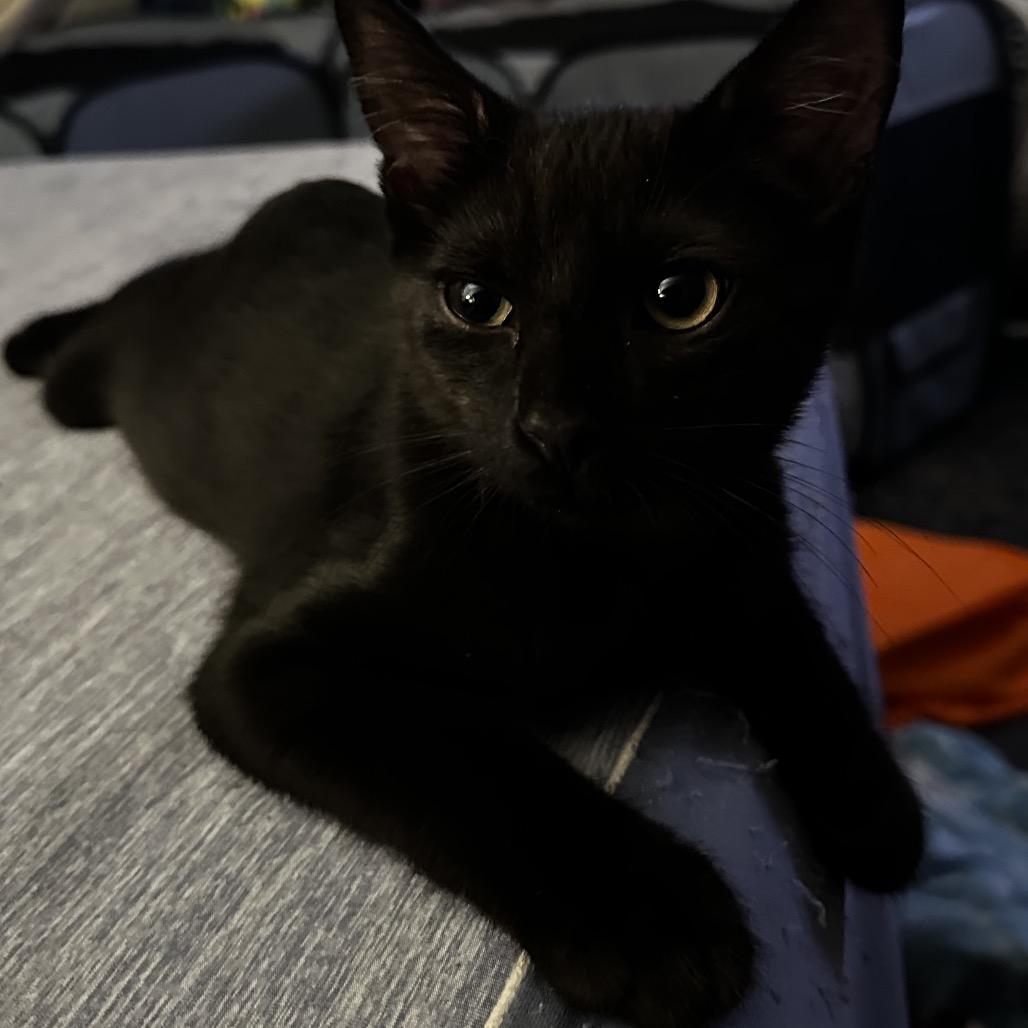 Enlarge Mulberry, a Adoptable Domestic Short Hair in Ephrata, PA image 2/4