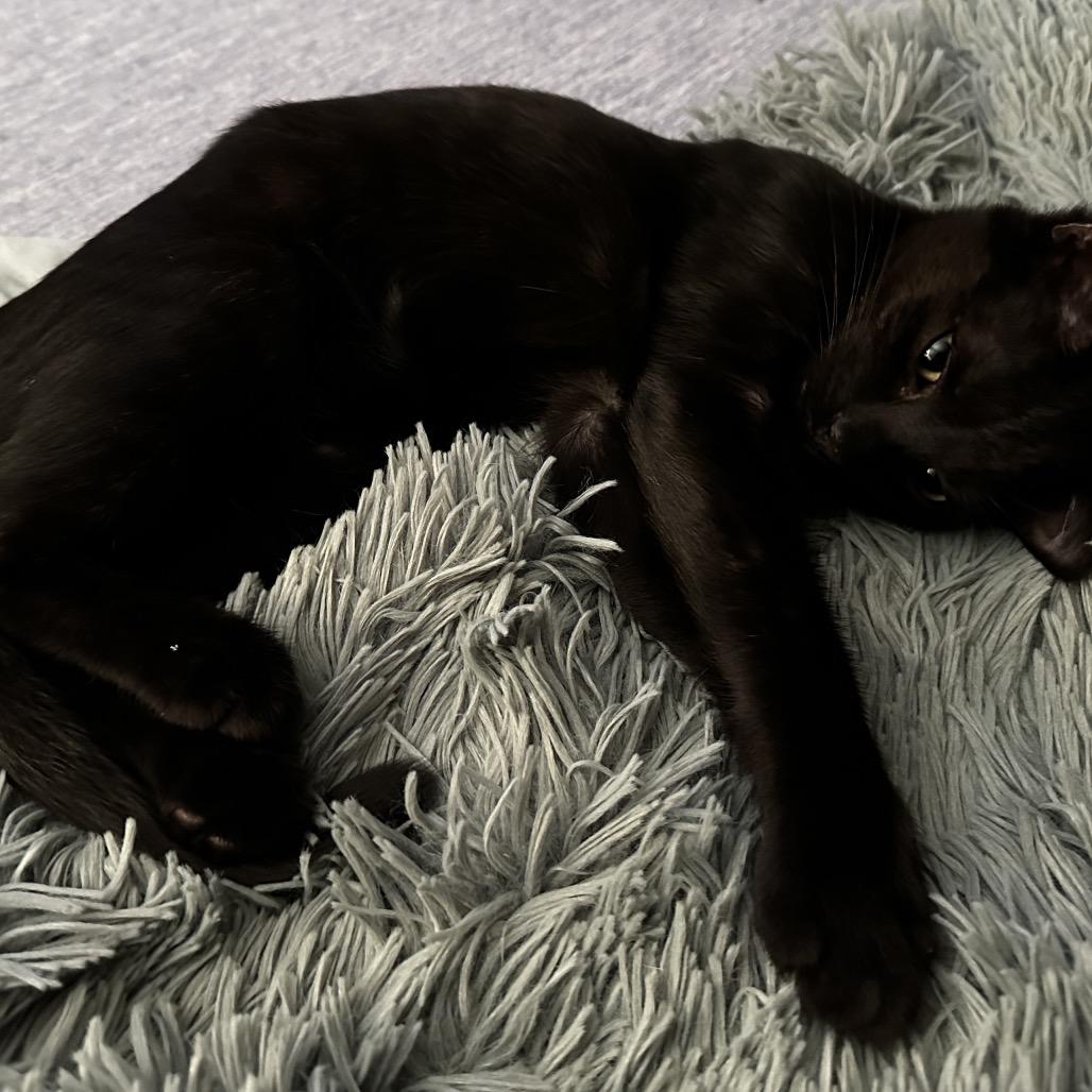 Enlarge Mulberry, a Adoptable Domestic Short Hair in Ephrata, PA image 3/4