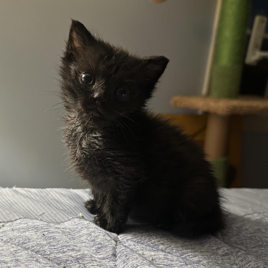 Enlarge Mulberry, a Adoptable Domestic Short Hair in Ephrata, PA image 4/4