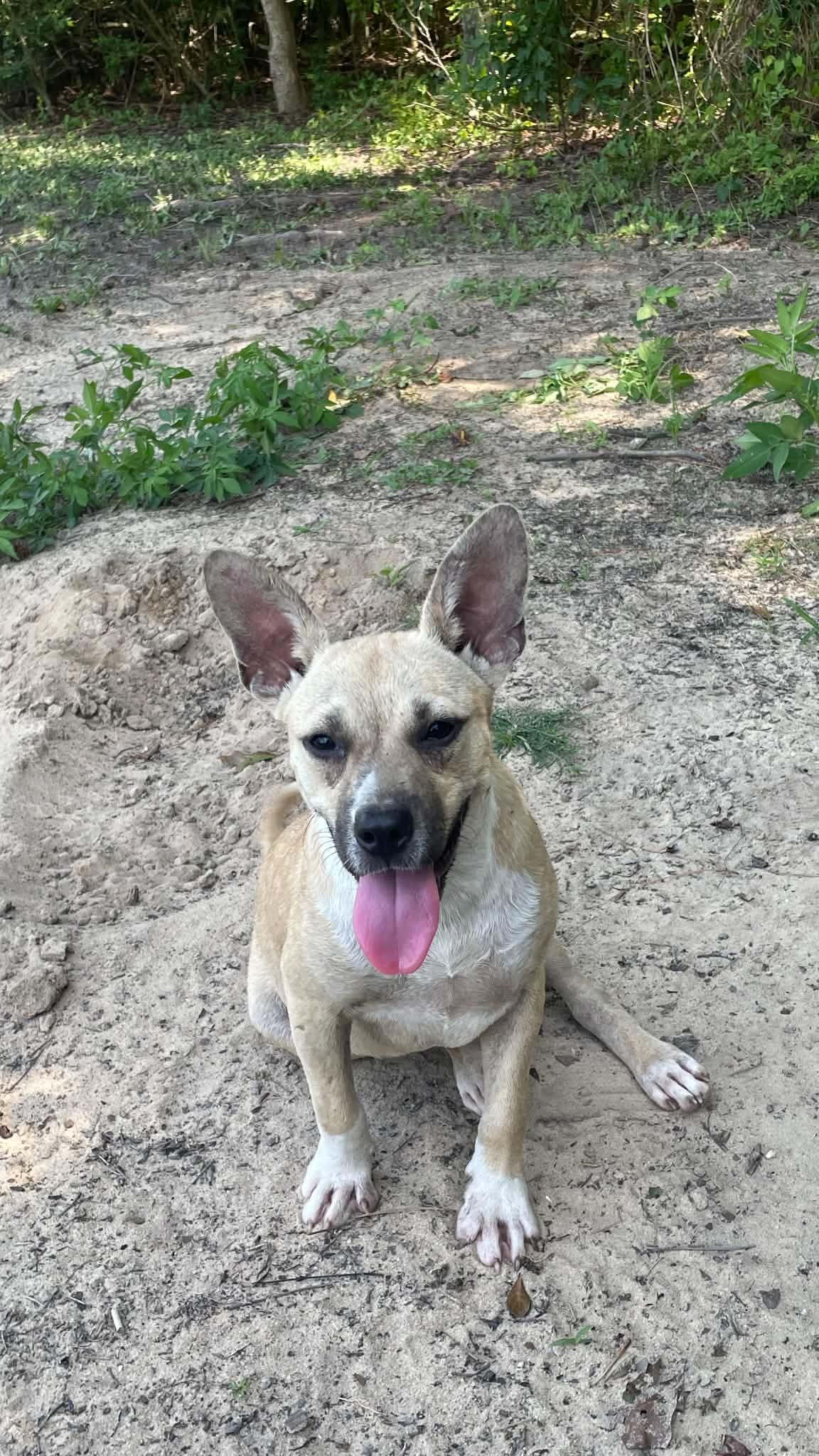 Enlarge Pixie, a Adoptable mixed breed in Augusta, ME image 4/5
