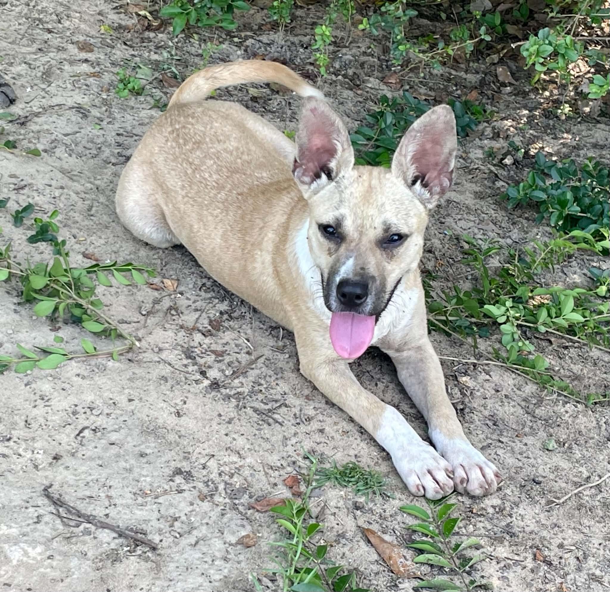 Enlarge Pixie, a Adoptable mixed breed in Augusta, ME image 5/5