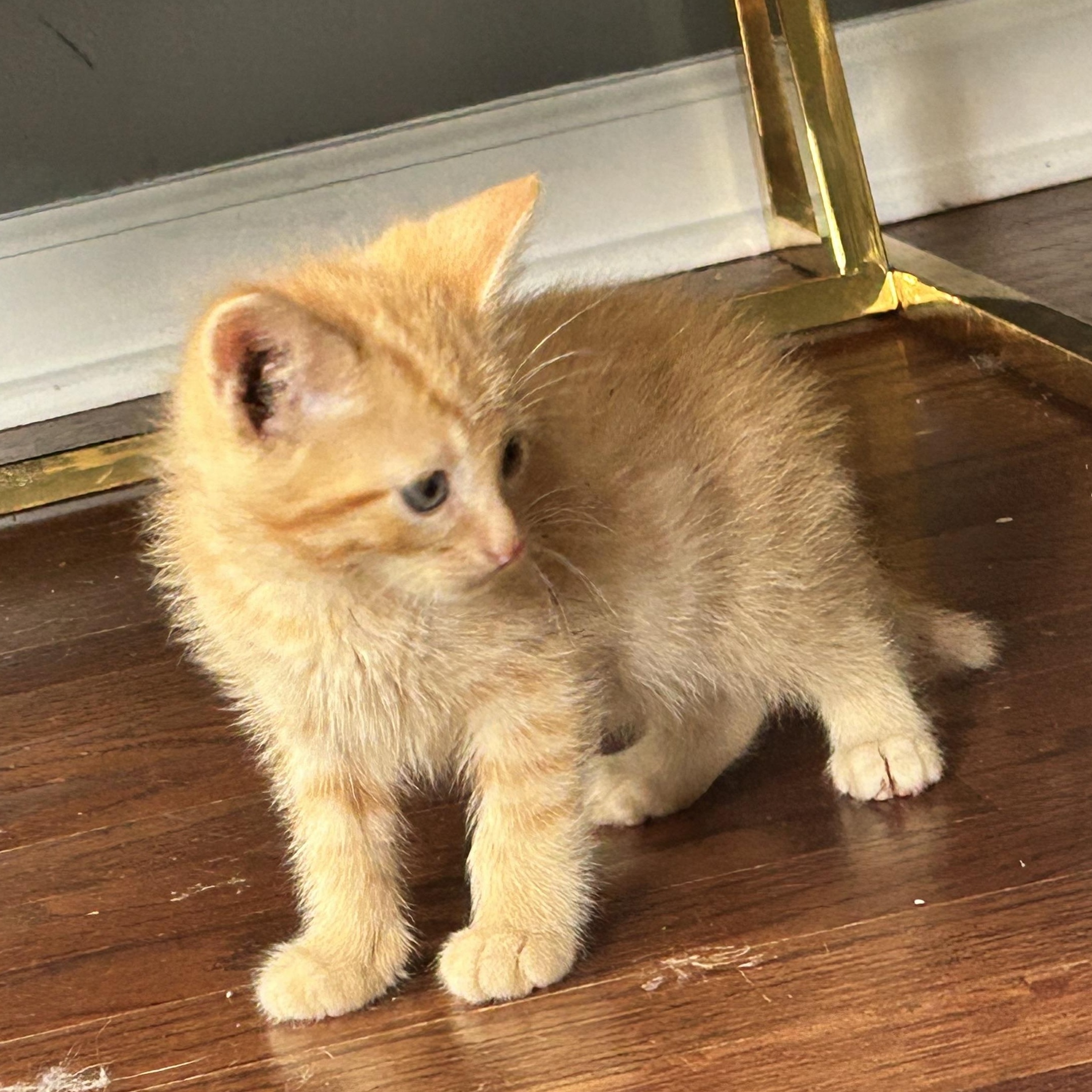 Enlarge Henrik, an adopted American Shorthair in Lilburn, GA image 2/6