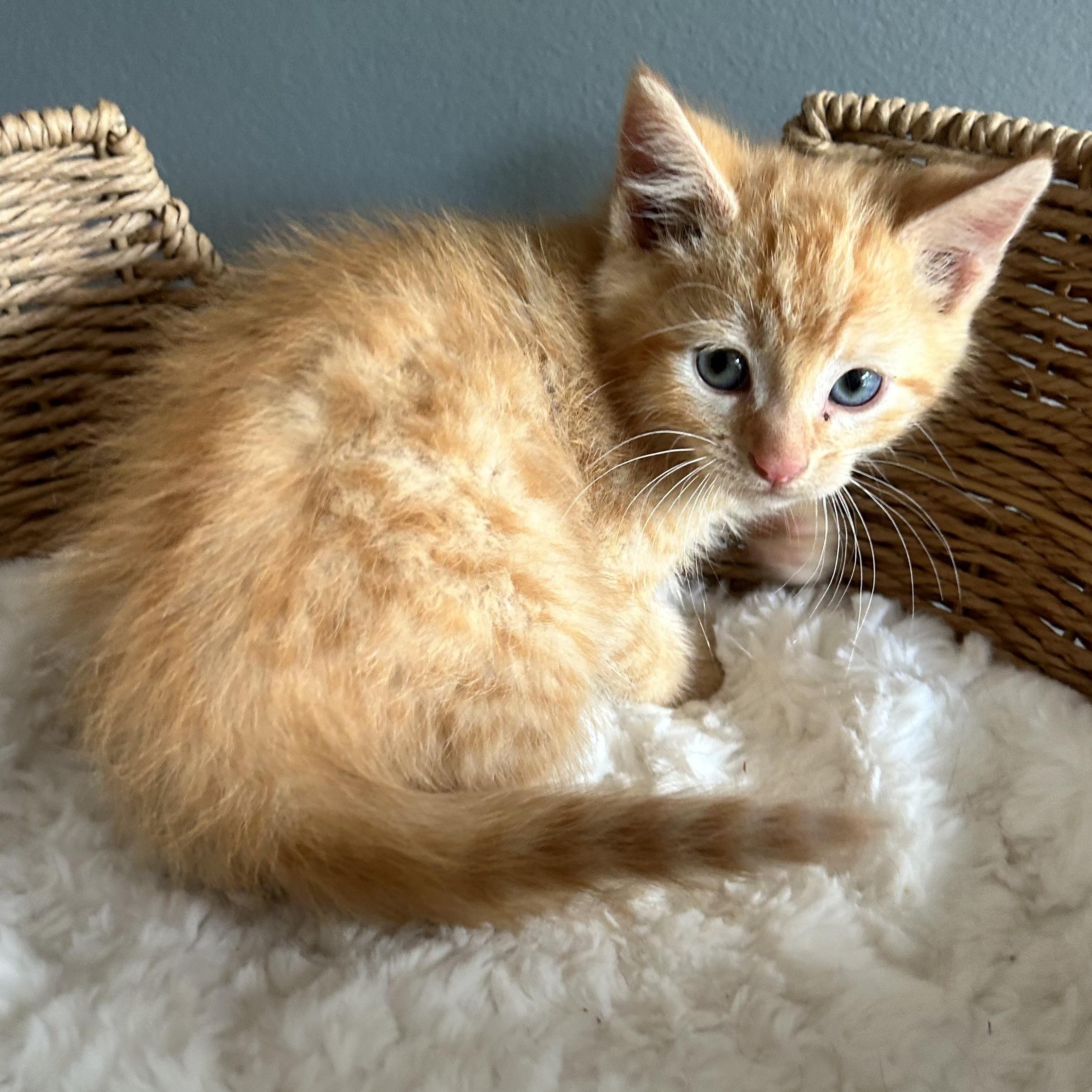Enlarge Henrik, an adopted American Shorthair in Lilburn, GA image 3/6