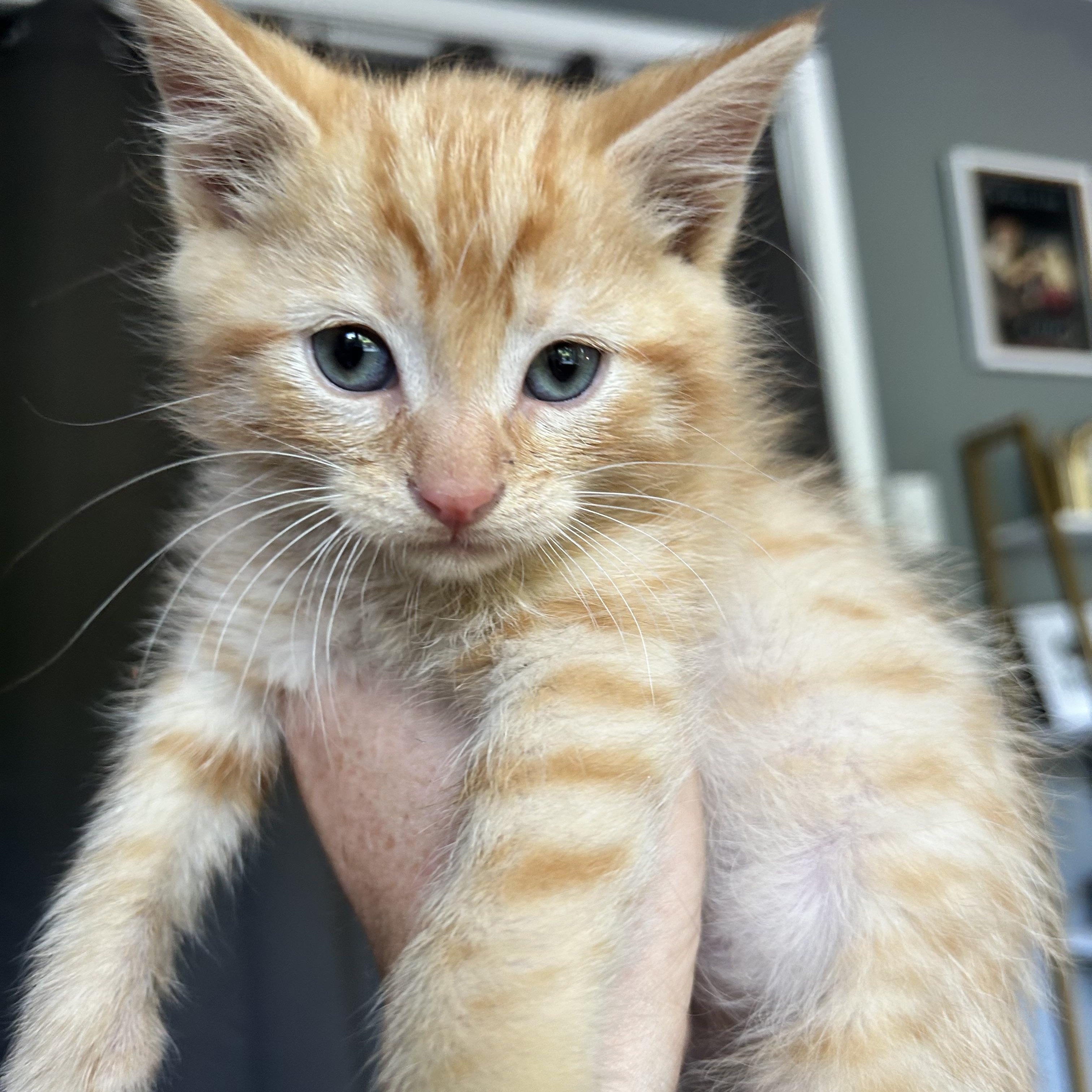 Enlarge Henrik, an adopted American Shorthair in Lilburn, GA image 1/6