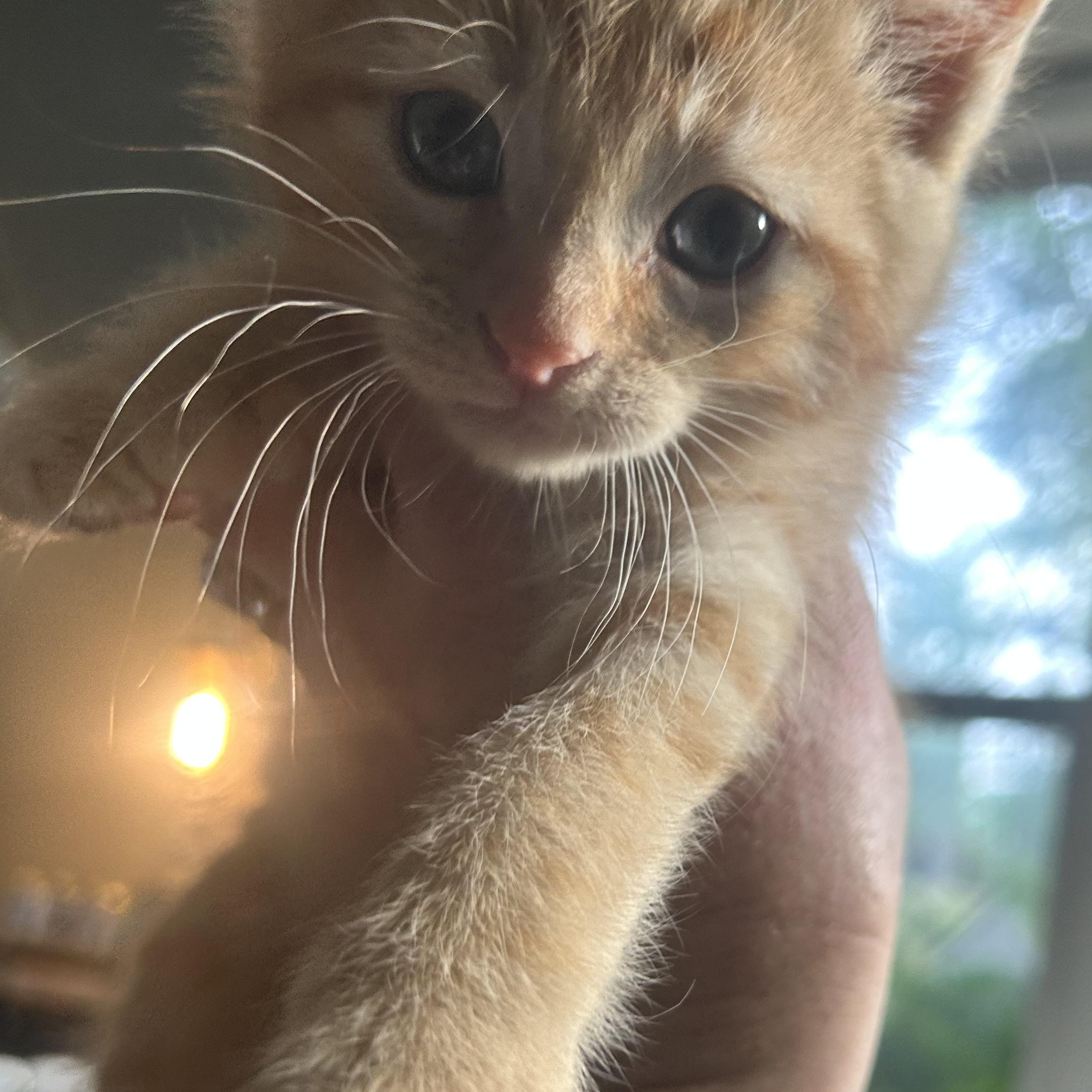 Enlarge Henrik, an adopted American Shorthair in Lilburn, GA image 6/6